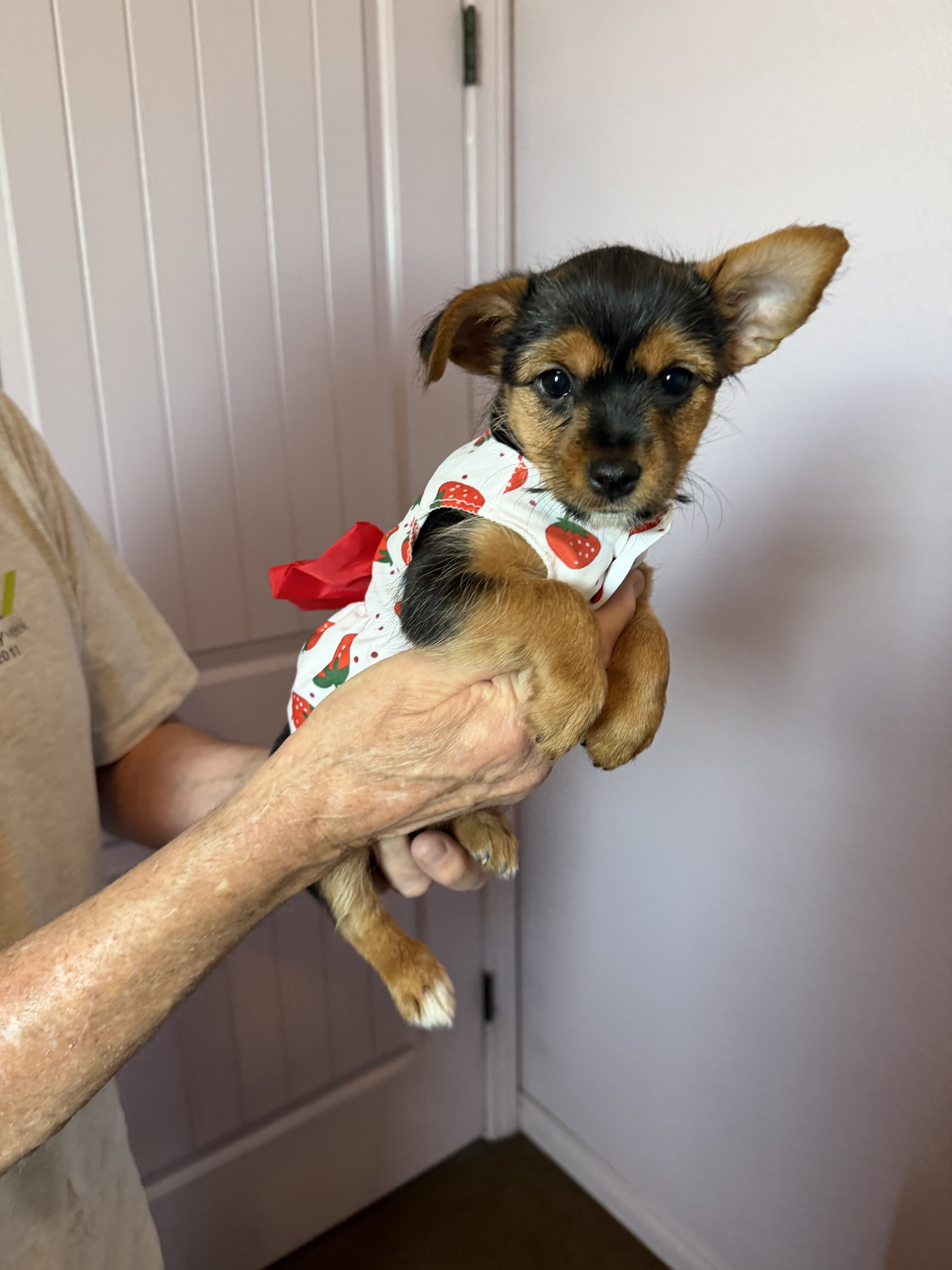 Registered Female Yorkshire puppies image 1