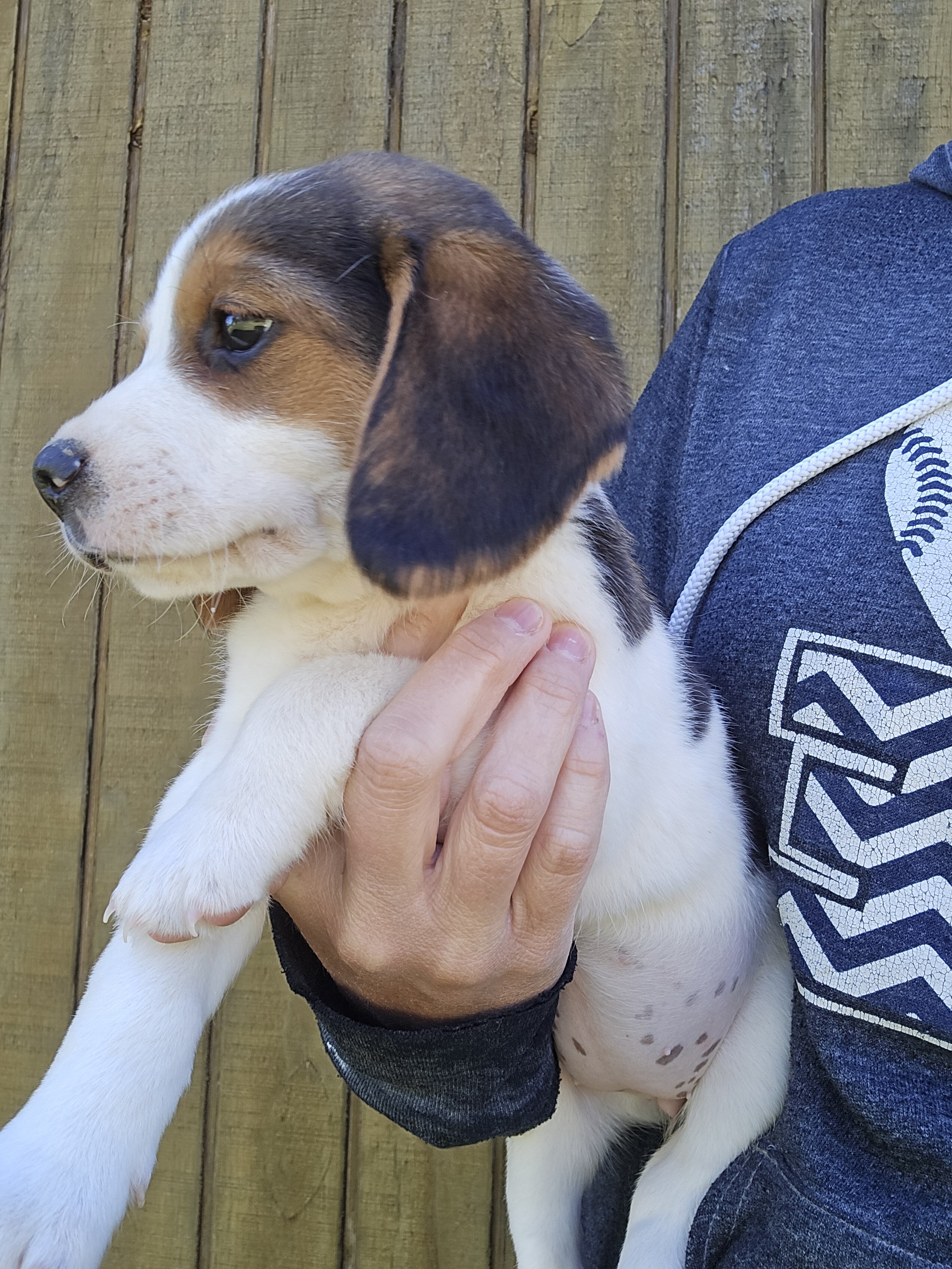 Sweet beagle pup image 3