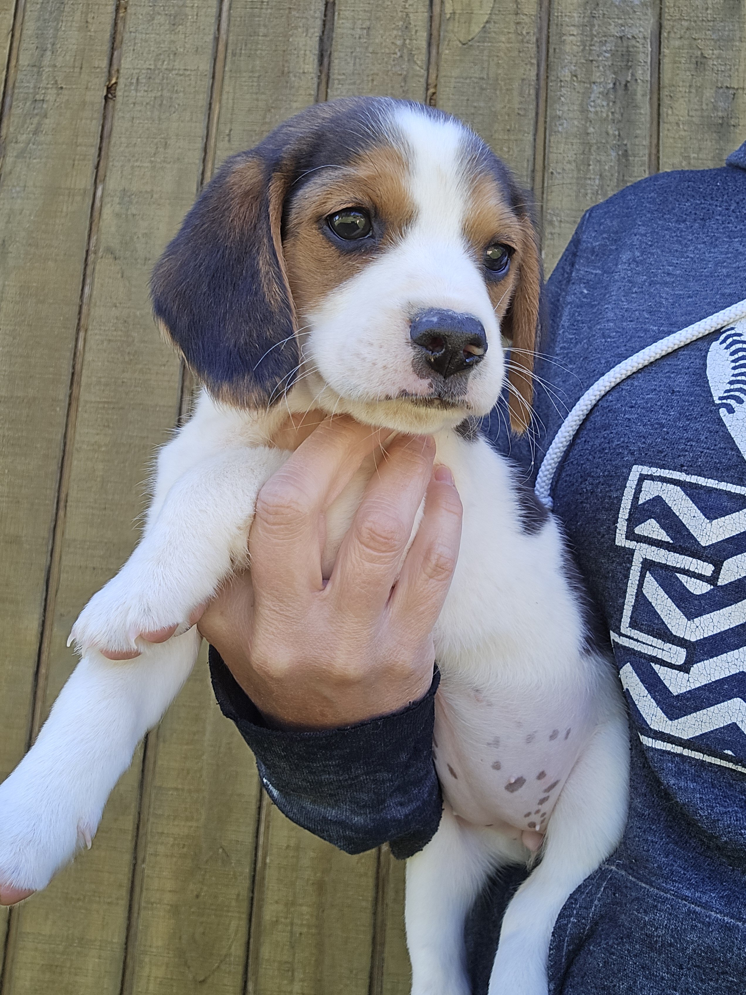Sweet beagle pup image 2