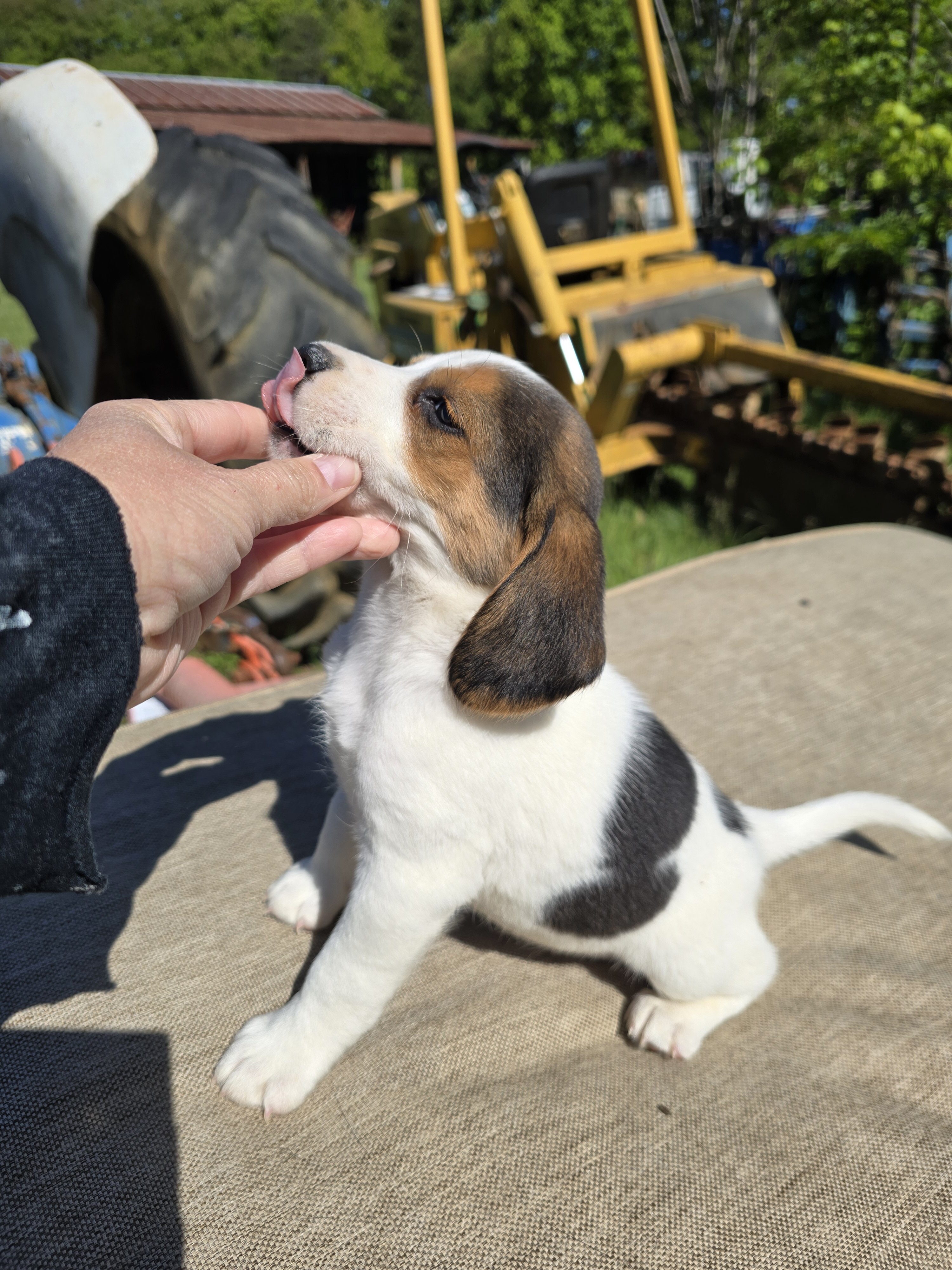 Sweet beagle pup image 1