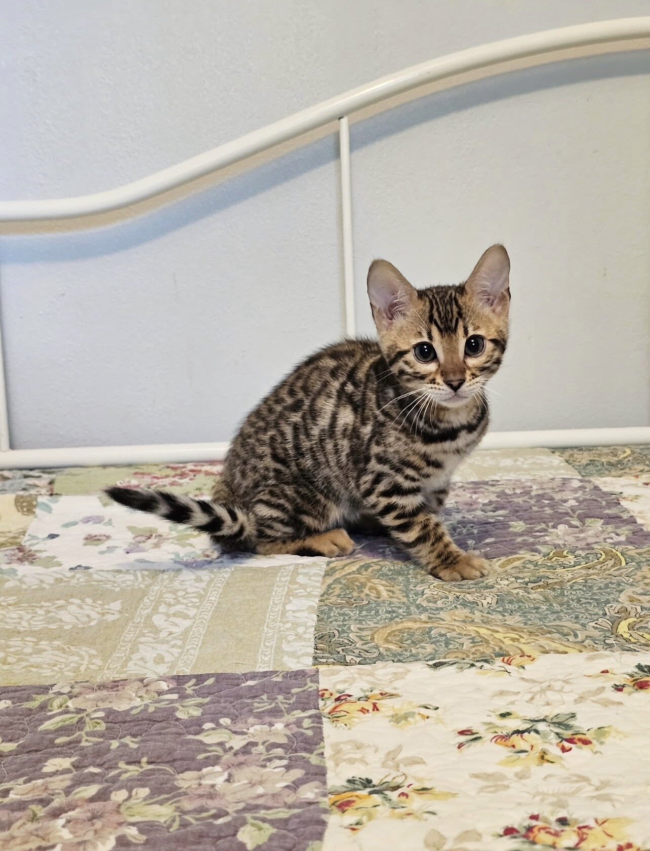 Bengal kittens image 1