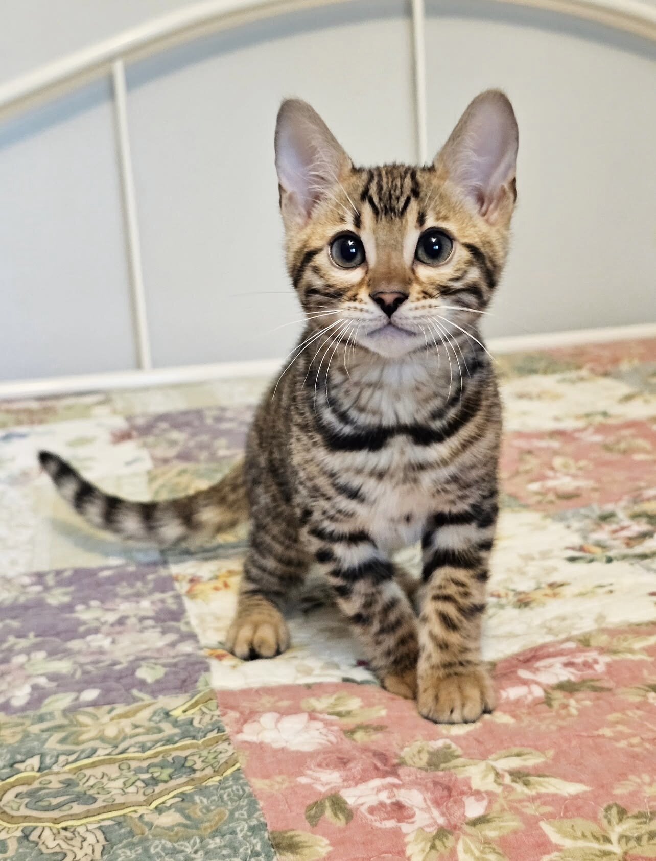 Bengal kittens image 2