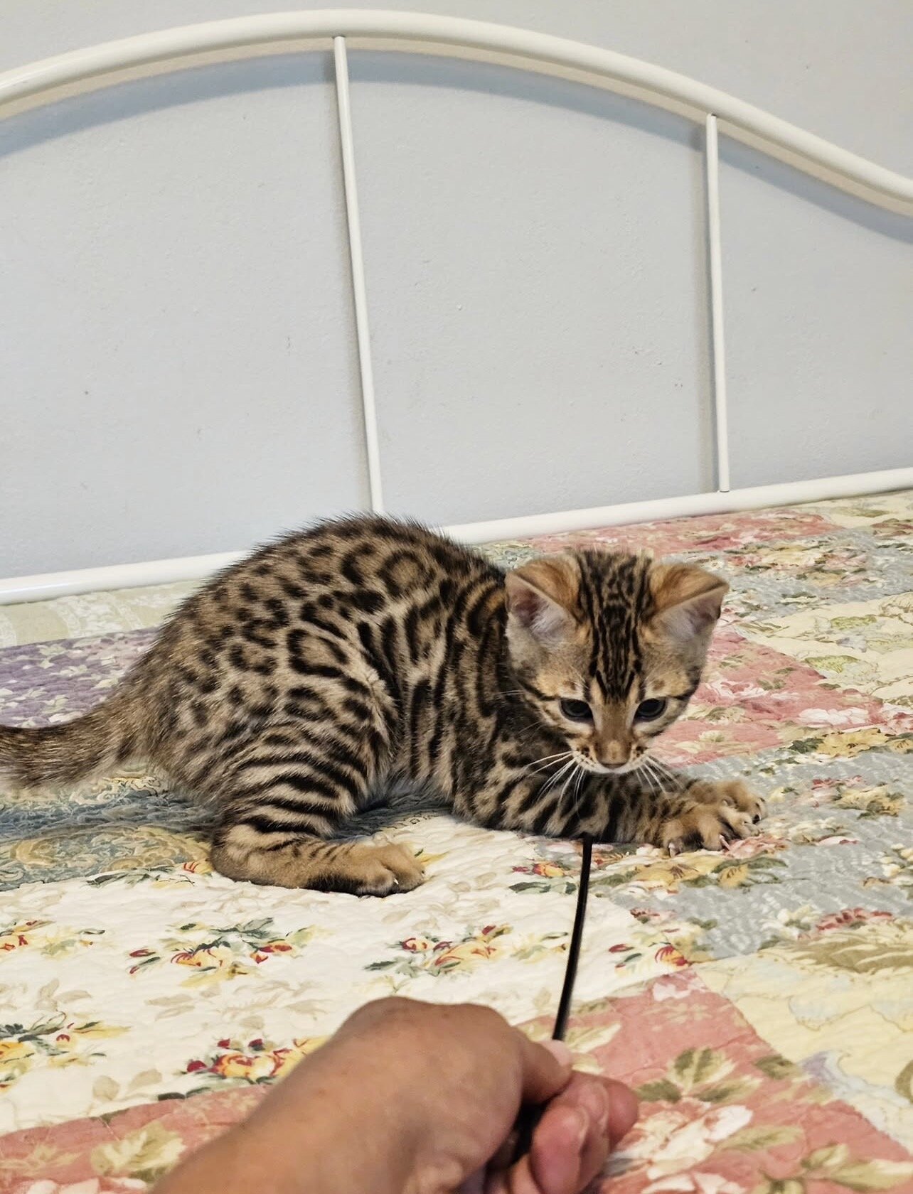 Bengal kittens image 3
