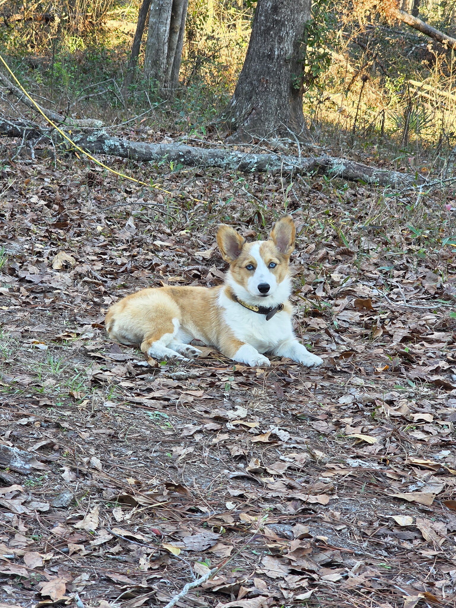 Corgi Puppies image 1