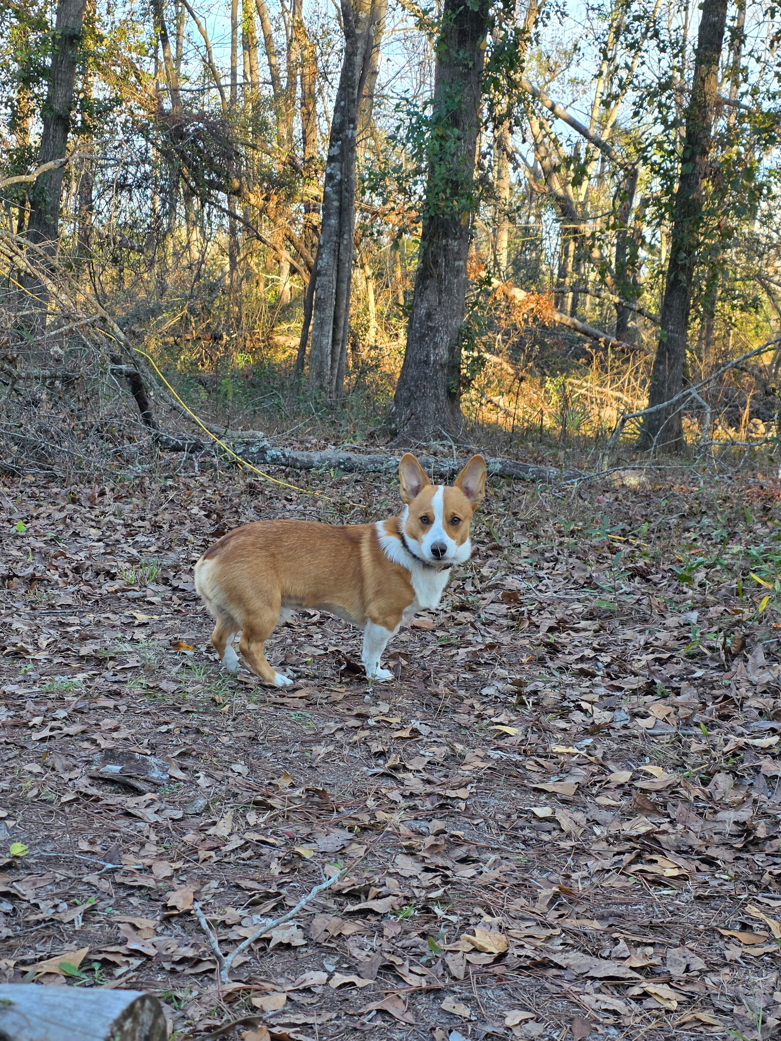 Corgi Puppies image 2