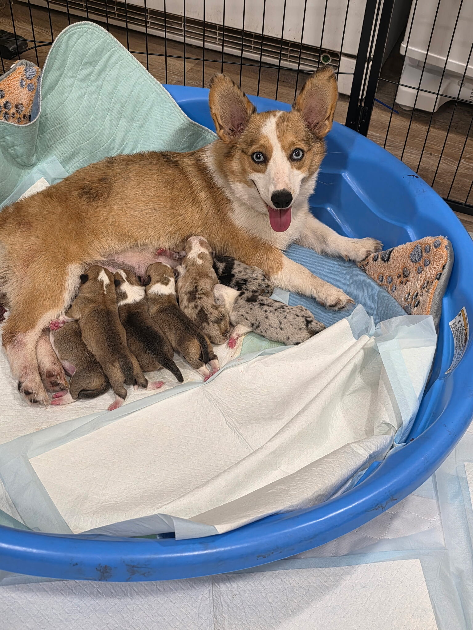 Corgi Puppies image 3
