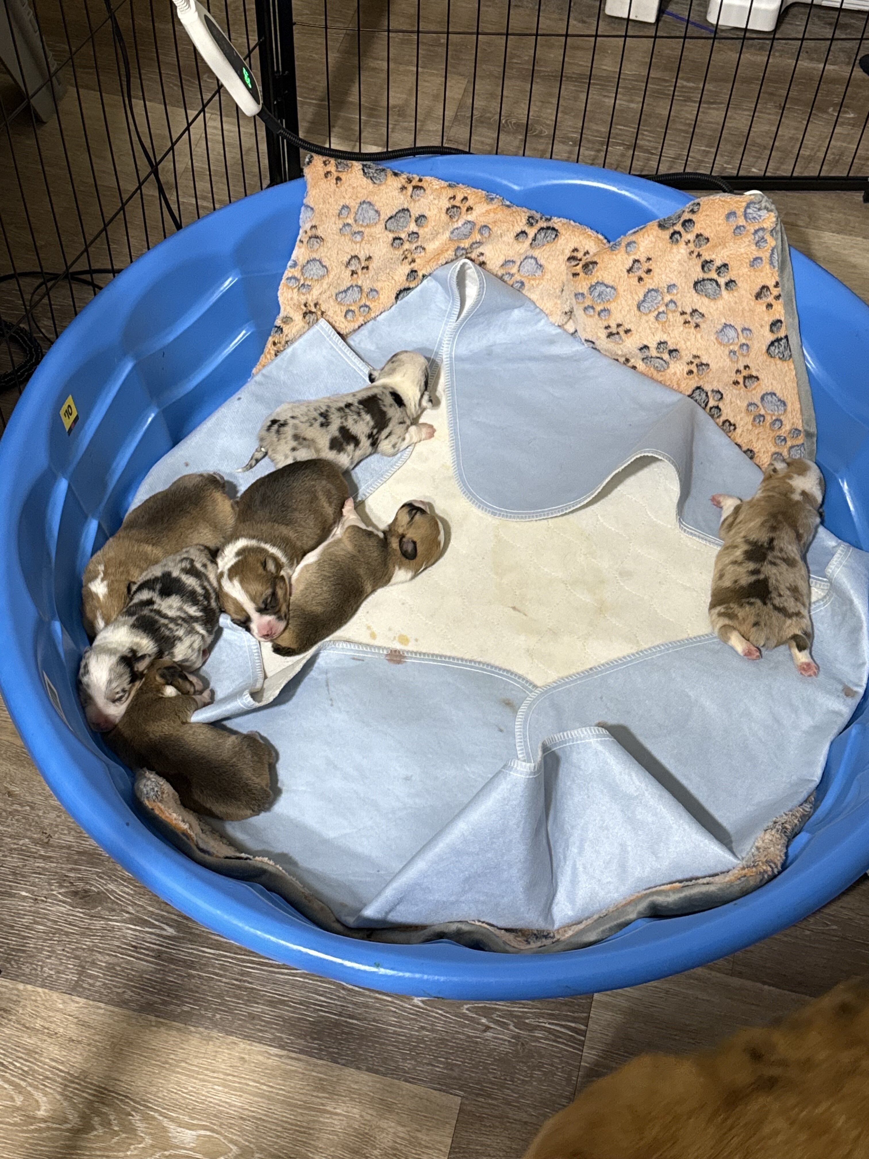 Corgi Puppies image 4