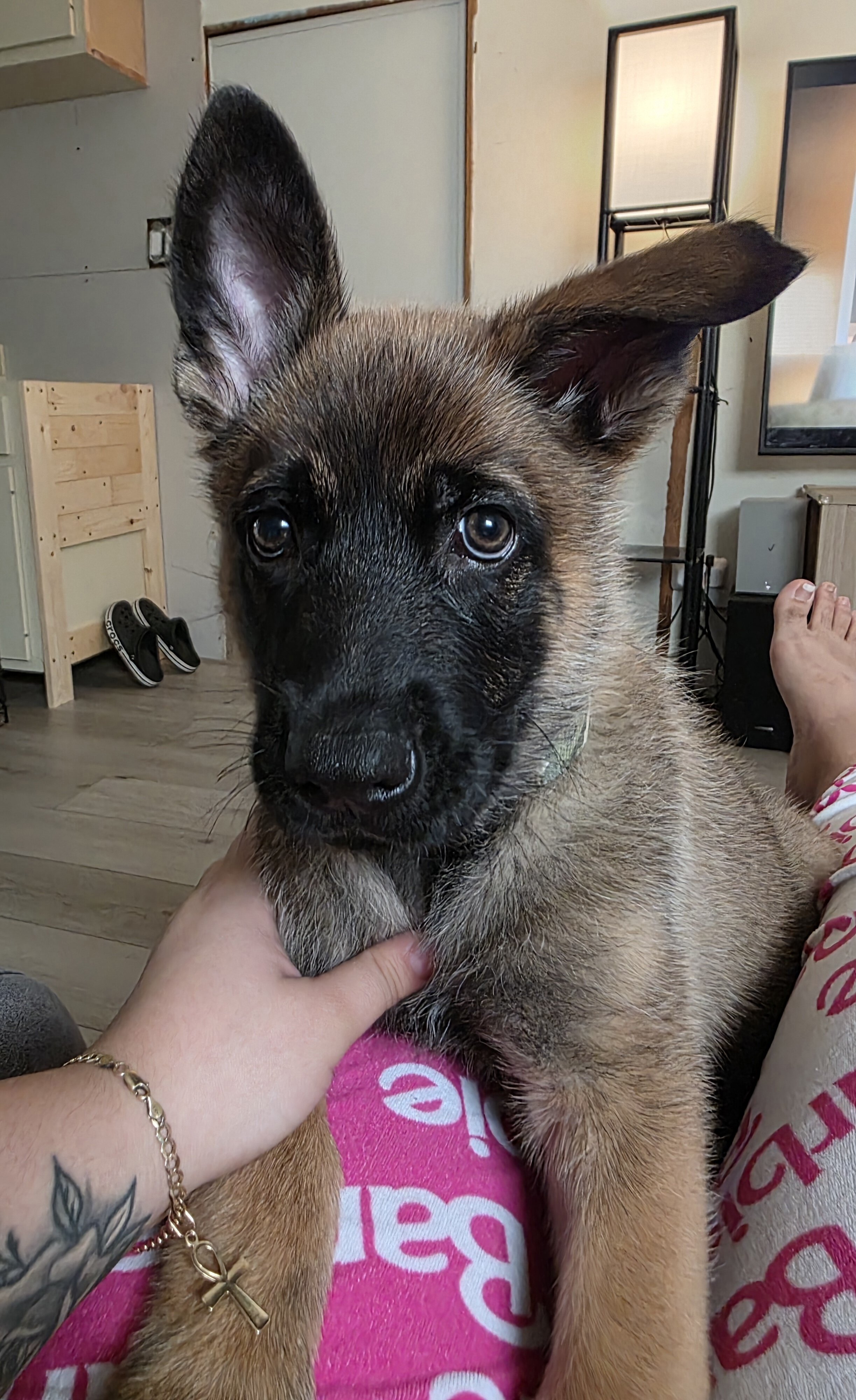 German Shepherd image 1