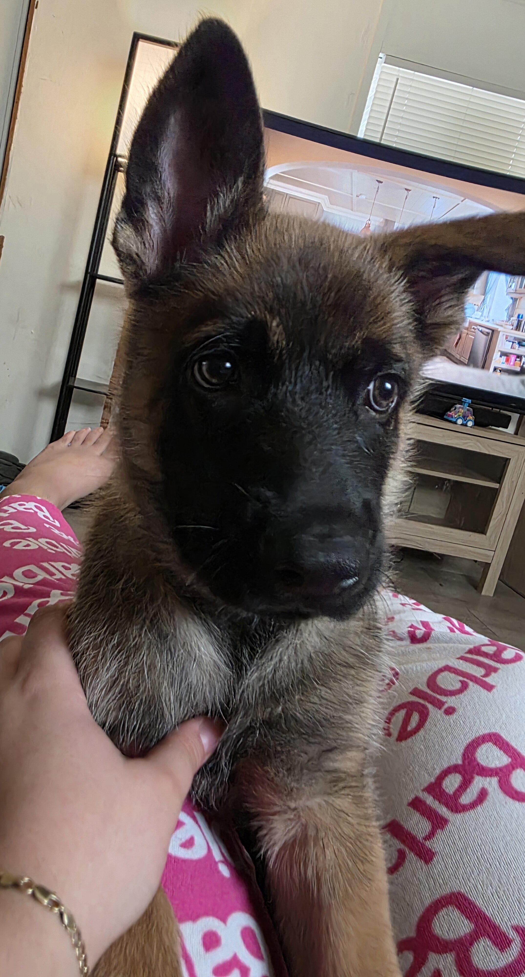 German Shepherd image 3
