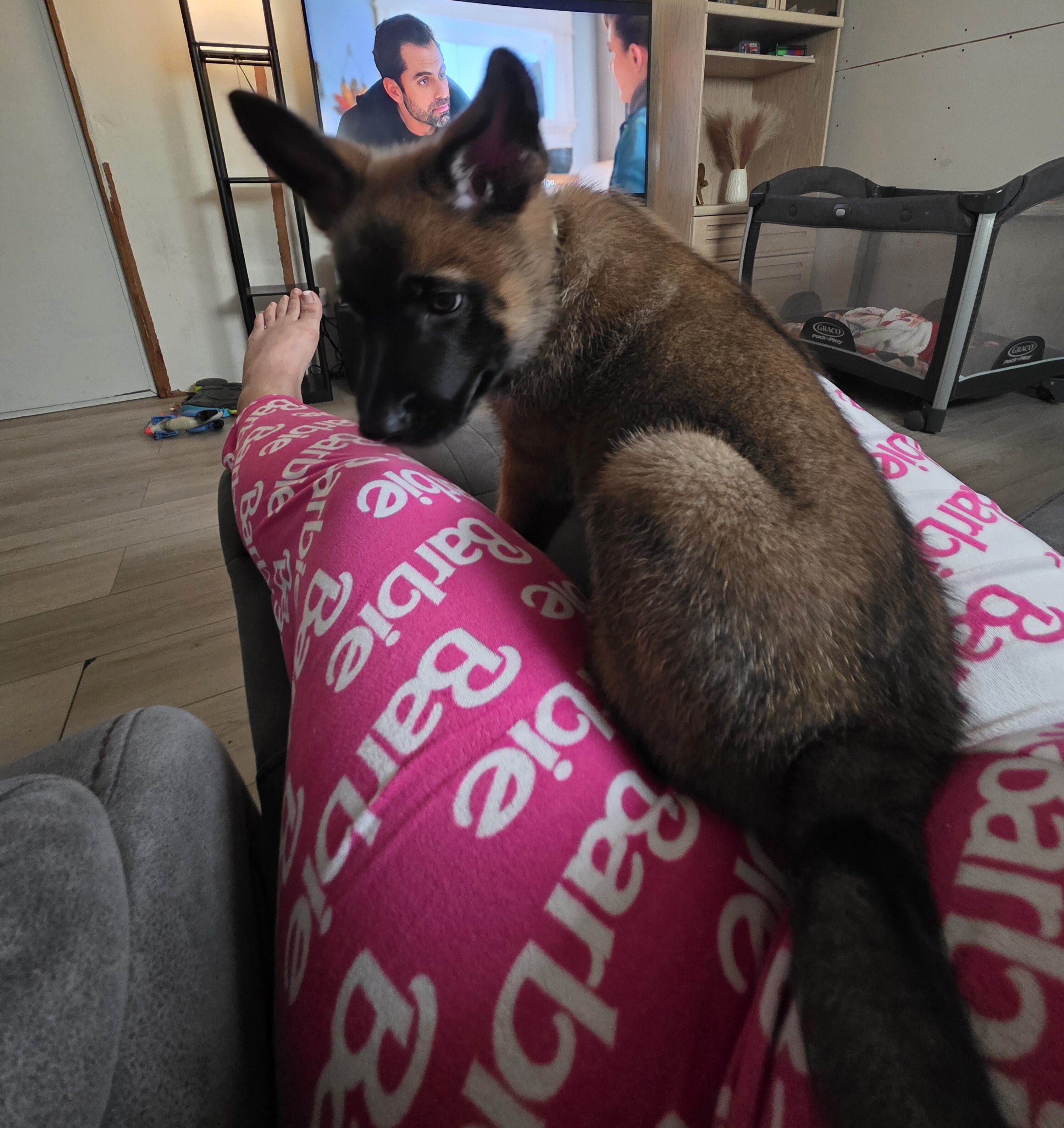 German Shepherd image 2