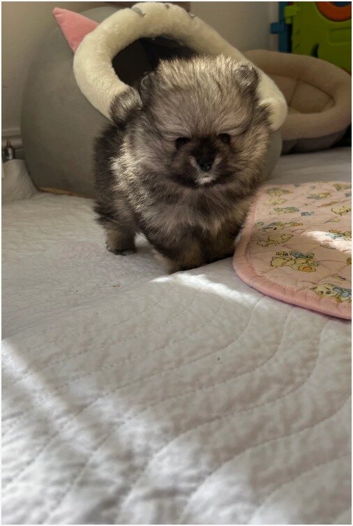 PURE POMERANIAN  2 BOYS 2 GIRLS image 6