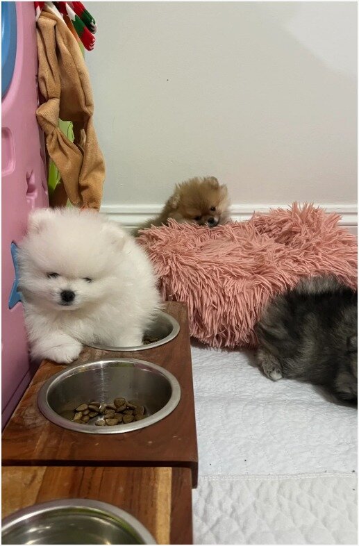 PURE POMERANIAN  2 BOYS 2 GIRLS image 5