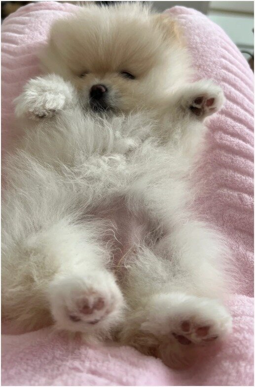 PURE POMERANIAN  2 BOYS 2 GIRLS image 4