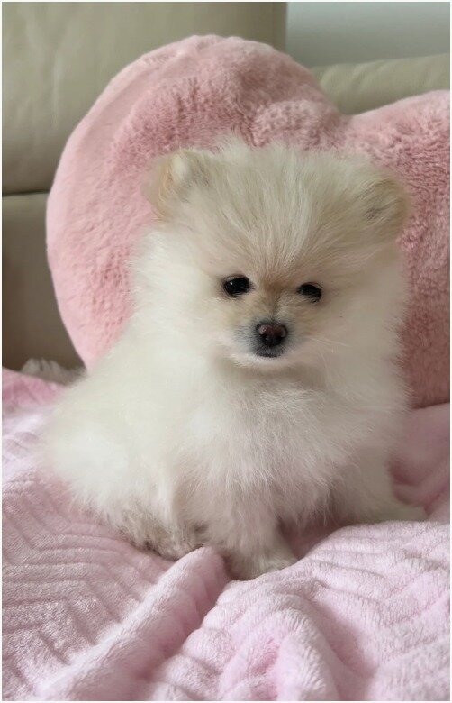 PURE POMERANIAN  2 BOYS 2 GIRLS image 3