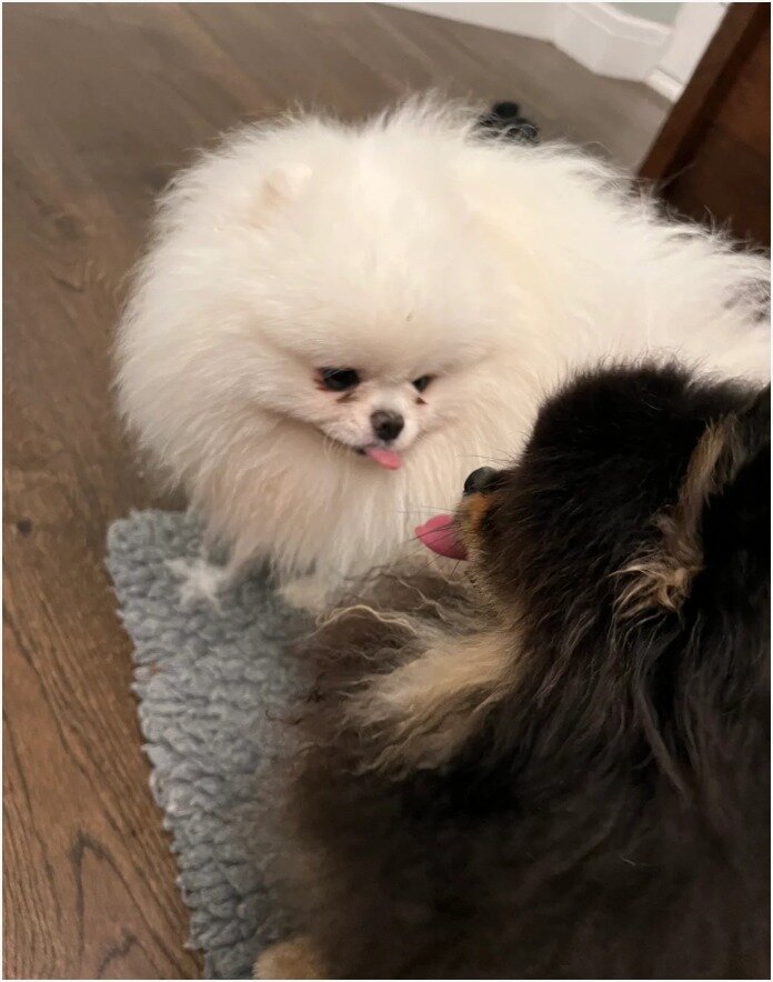 PURE POMERANIAN  2 BOYS 2 GIRLS image 2