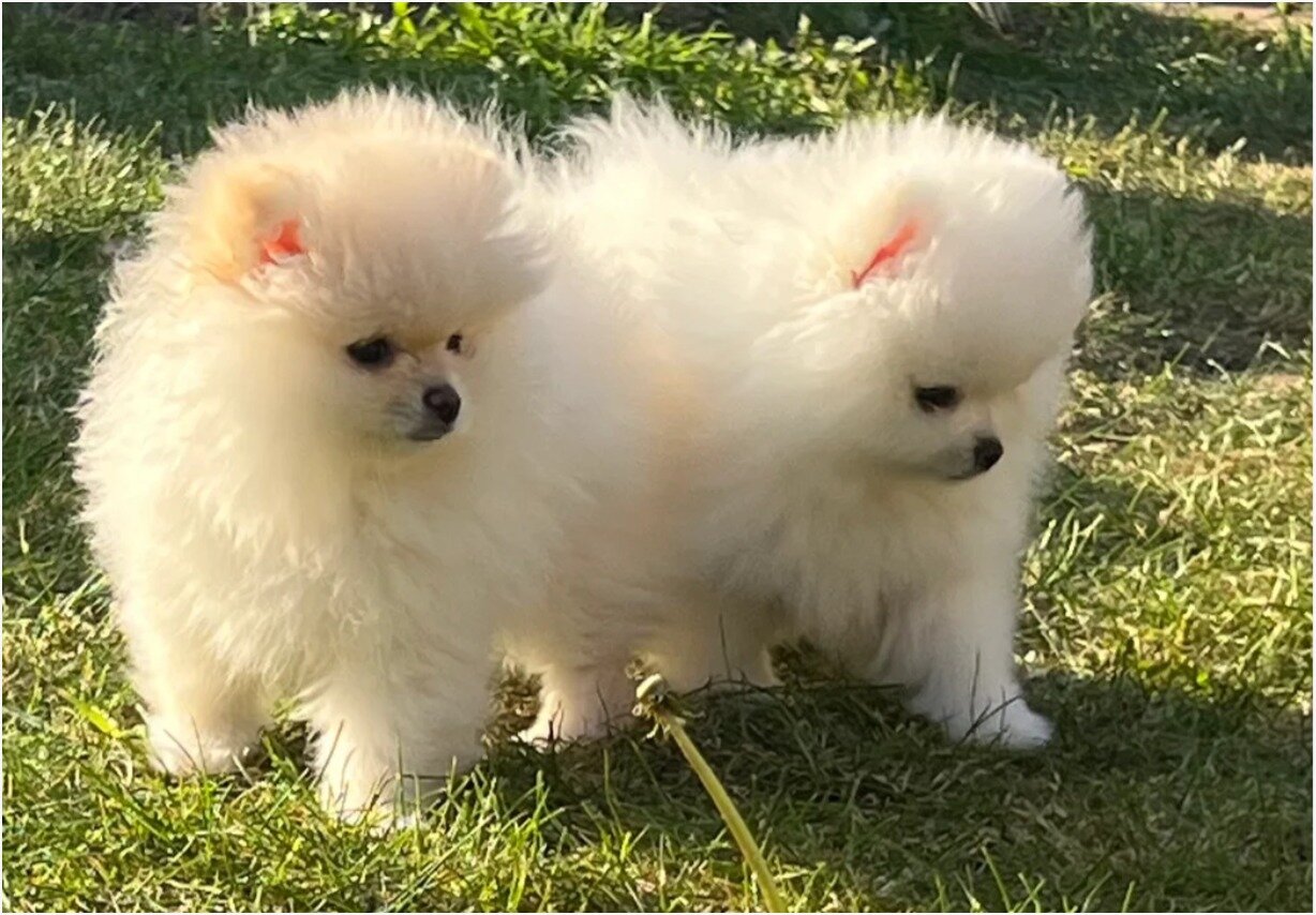 PURE POMERANIAN  2 BOYS 2 GIRLS image 1