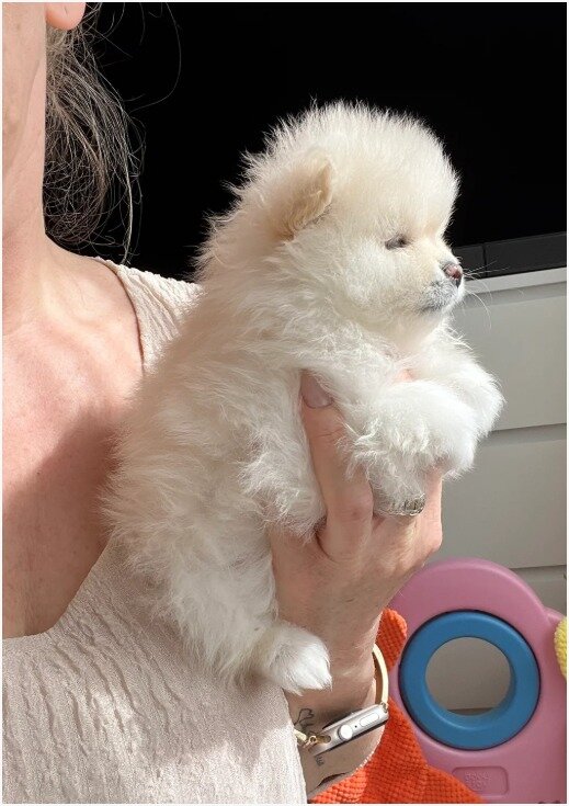 PURE POMERANIAN  2 BOYS 2 GIRLS image 7