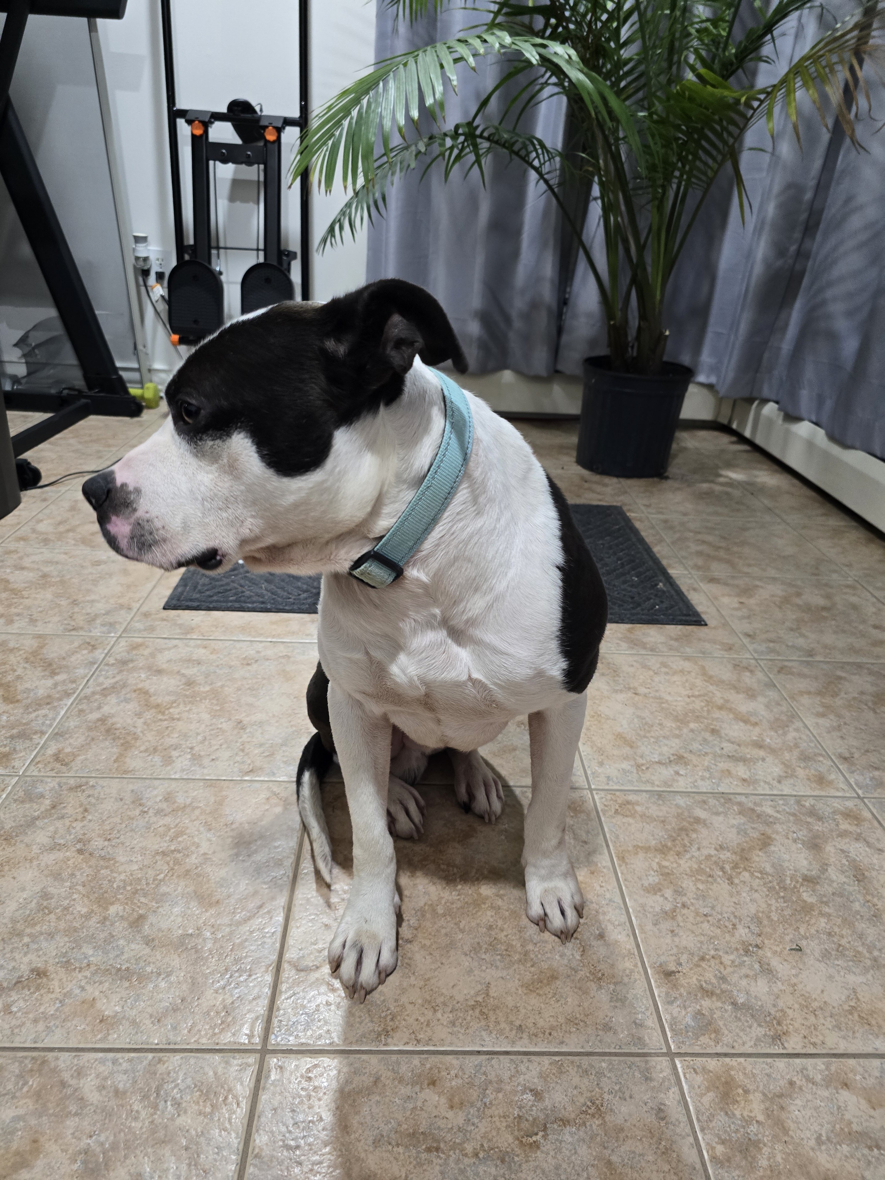 Pit Mix image 2