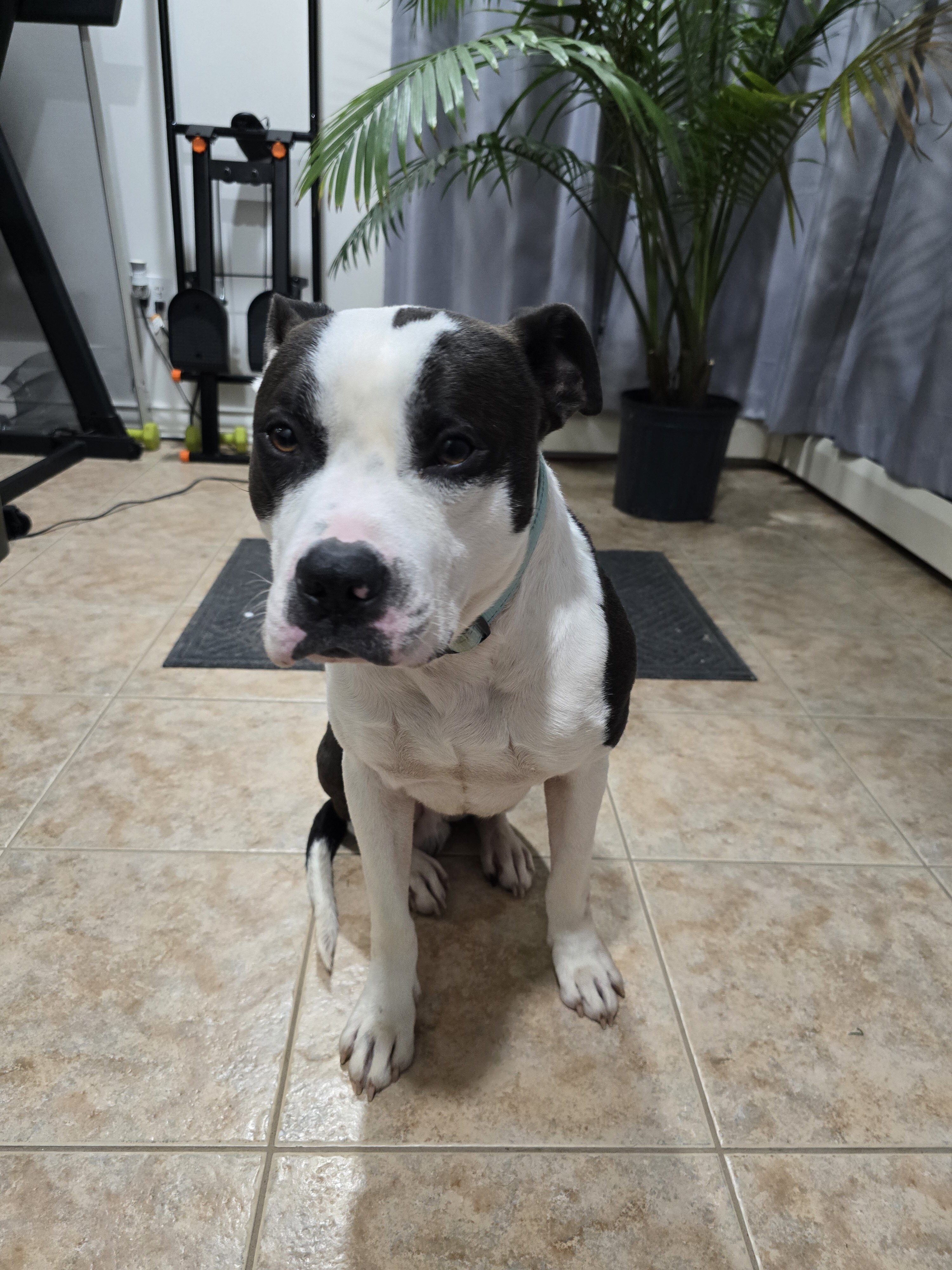 Pit Mix image 1