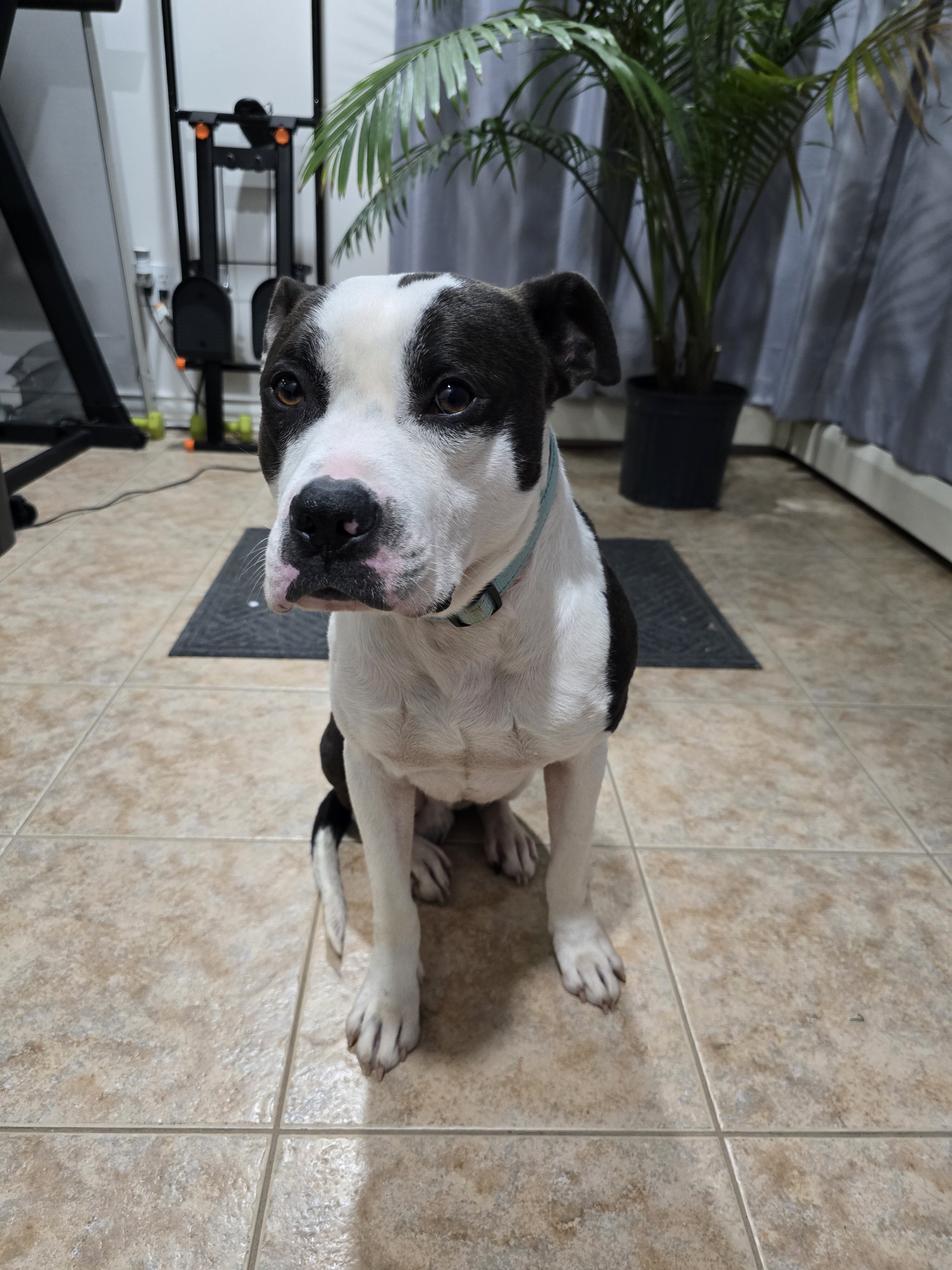 Pit Mix image 3