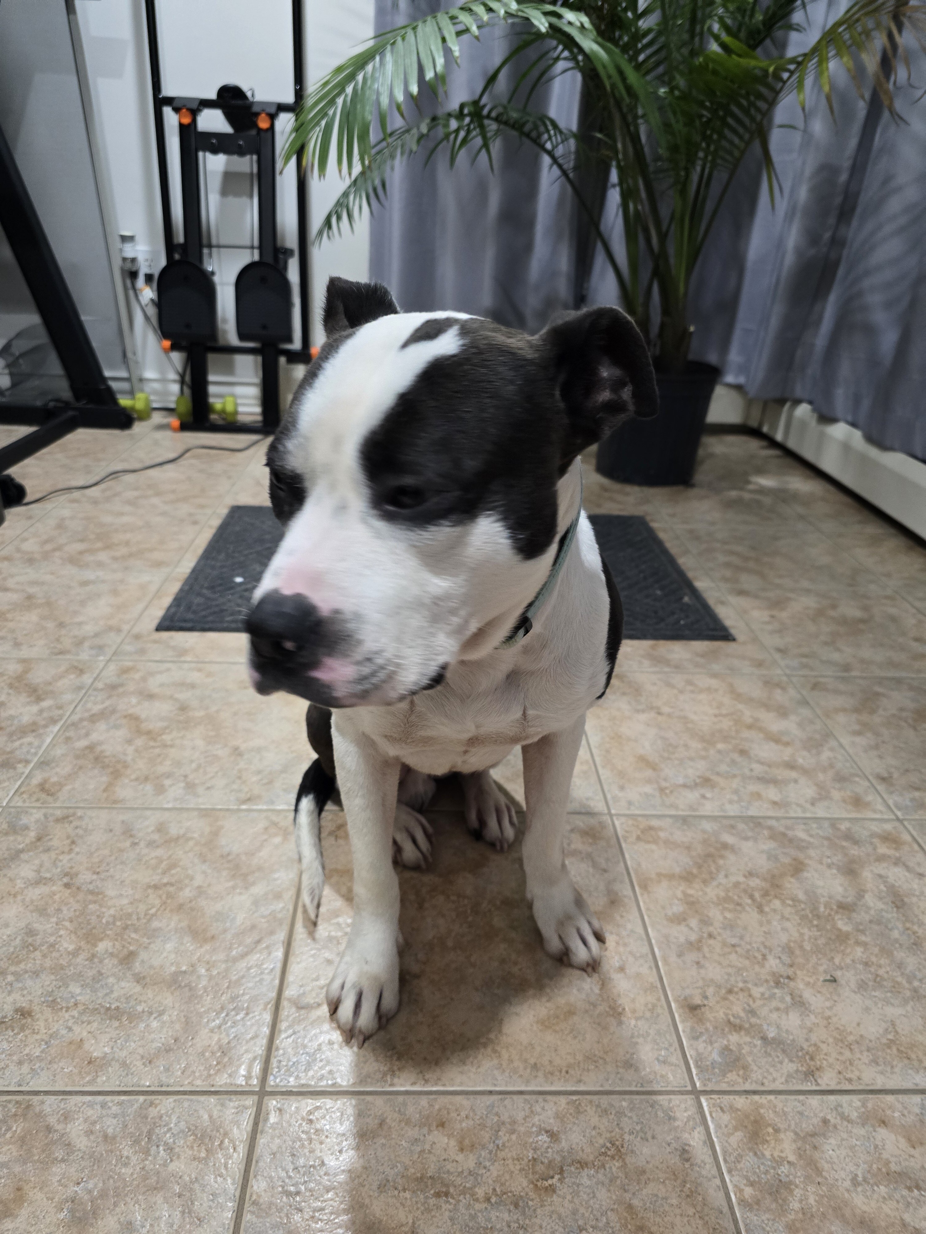 Pit Mix image 4