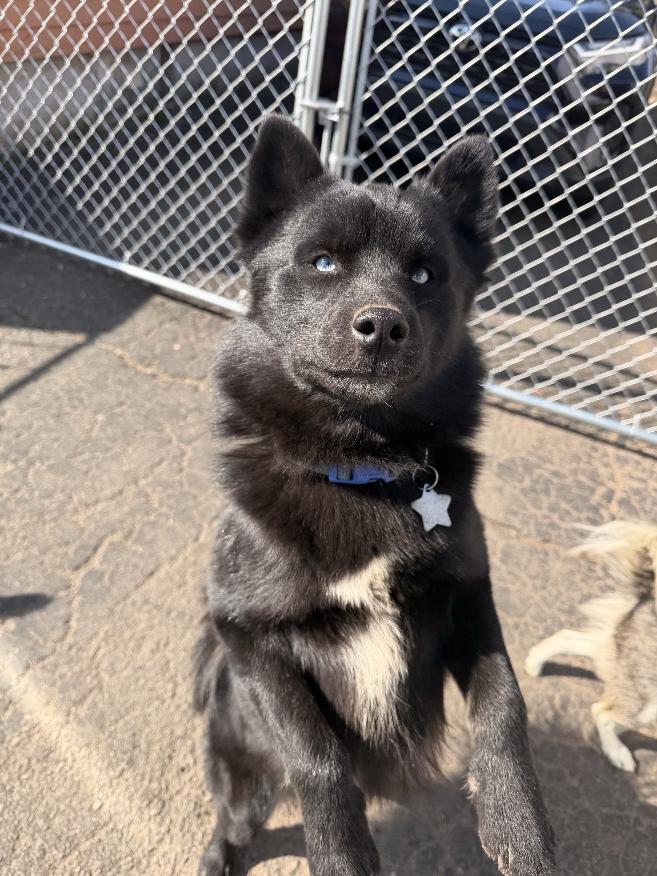 Pomsky Puppy - Thumper image 1
