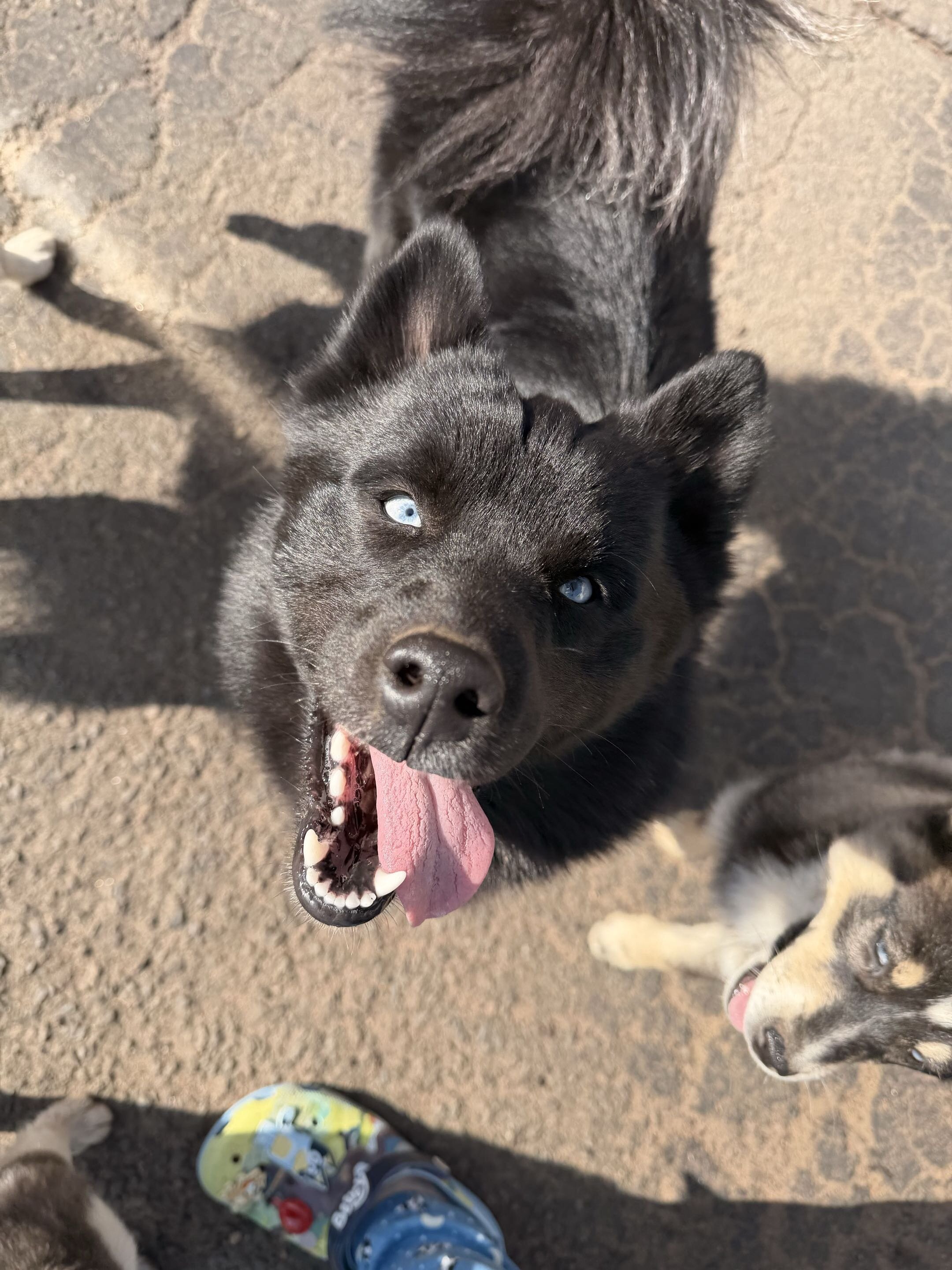 Pomsky Puppy - Thumper image 2