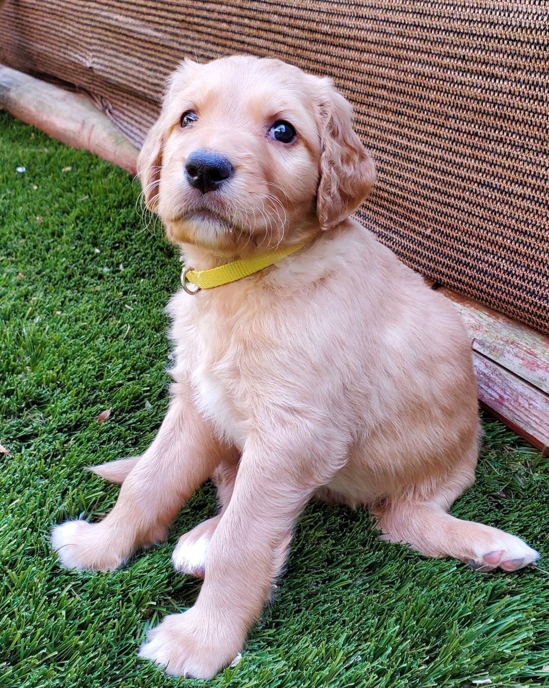 Sweet Goldendoodles image 4