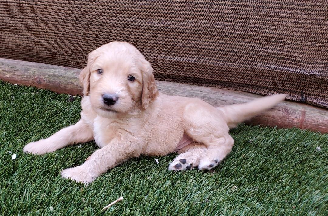 Sweet Goldendoodles image 3