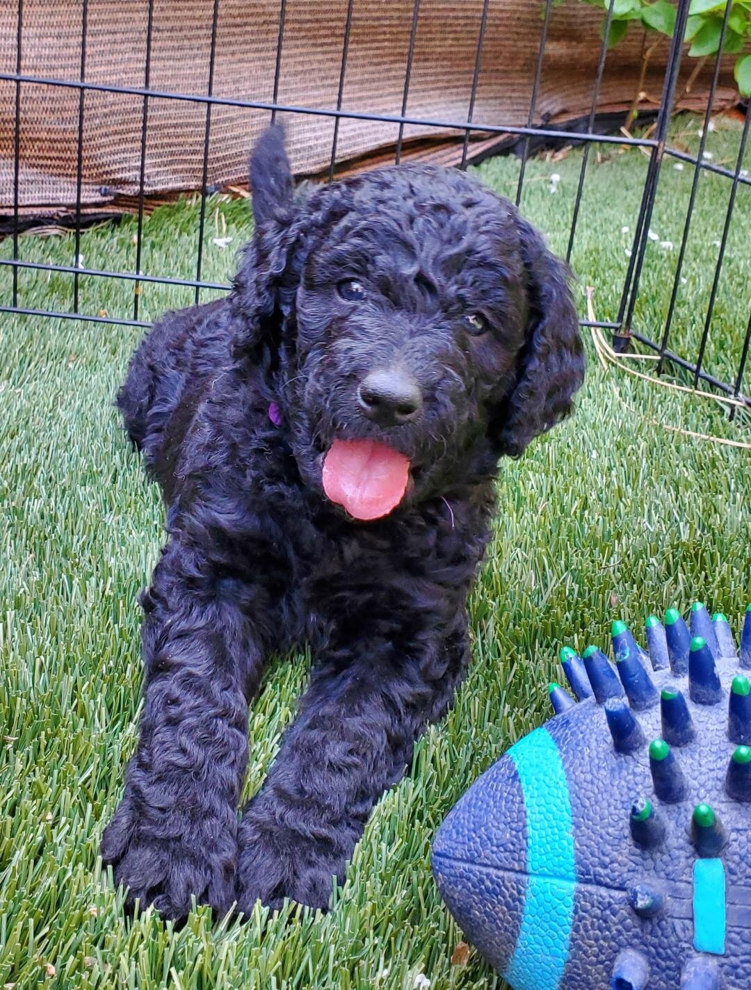 Sweet Goldendoodles image 2