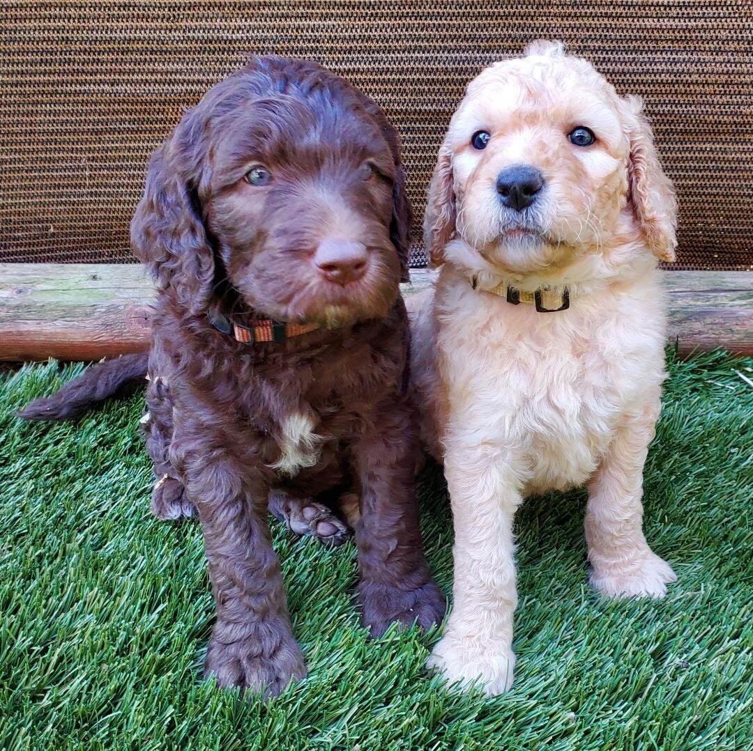 Sweet Goldendoodles image 1