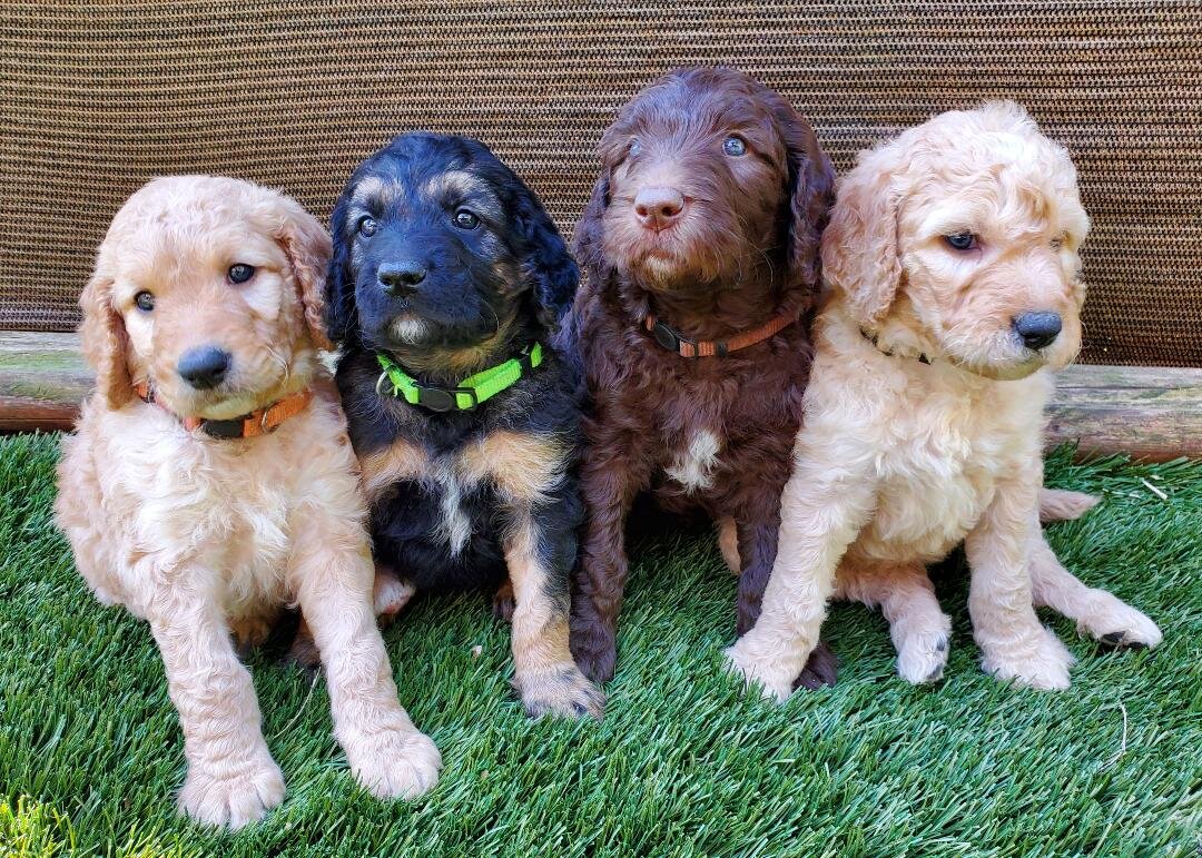 Sweet Goldendoodles image 9