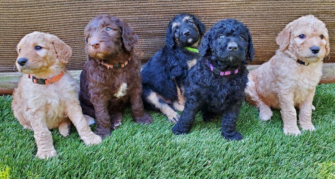 Sweet Goldendoodles image 8