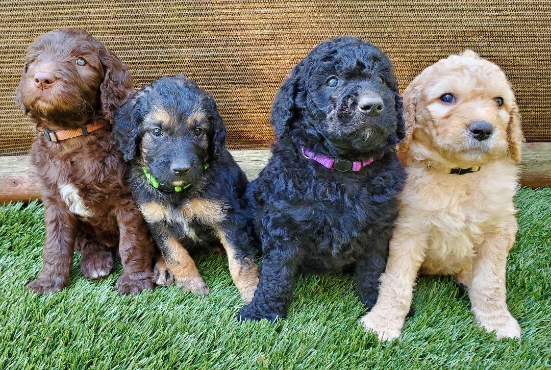 Sweet Goldendoodles image 7