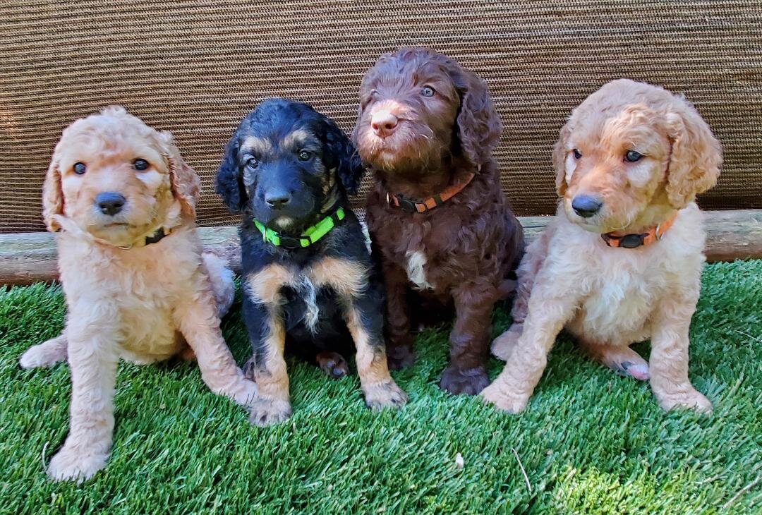 Sweet Goldendoodles image 6