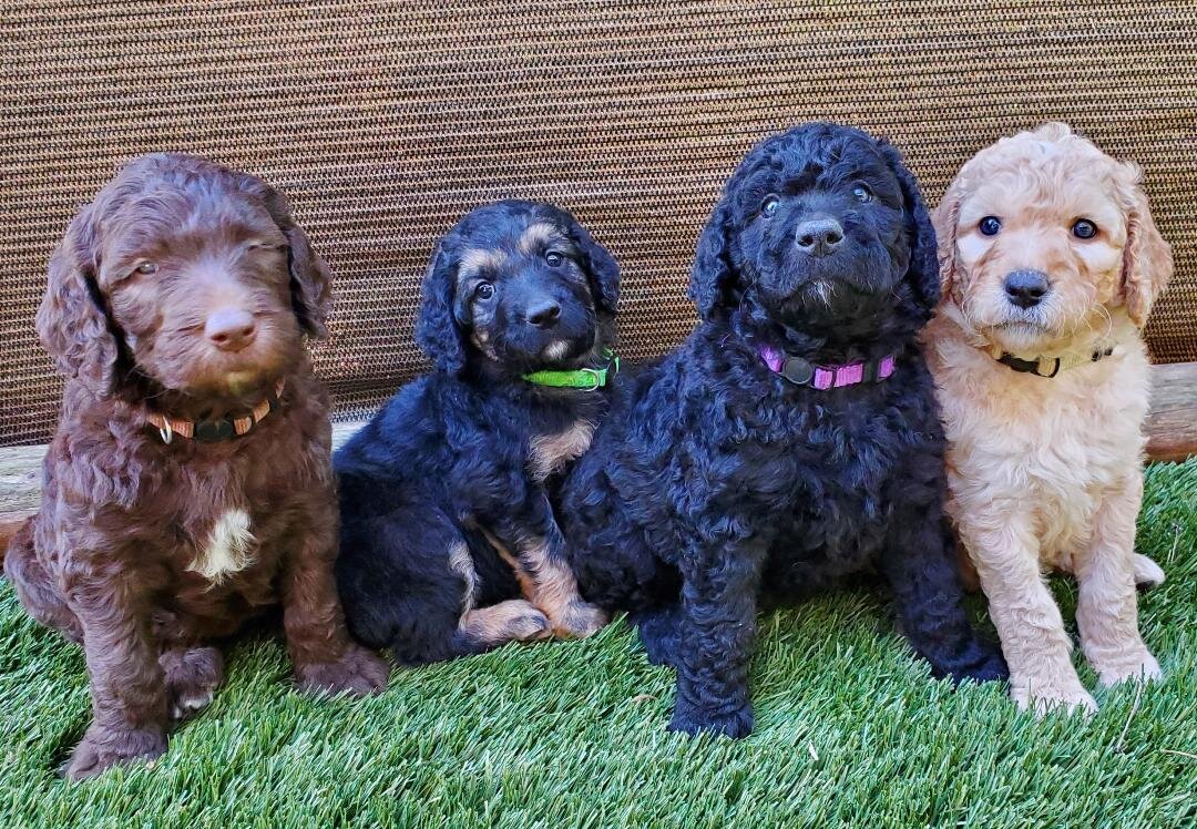 Sweet Goldendoodles image 5