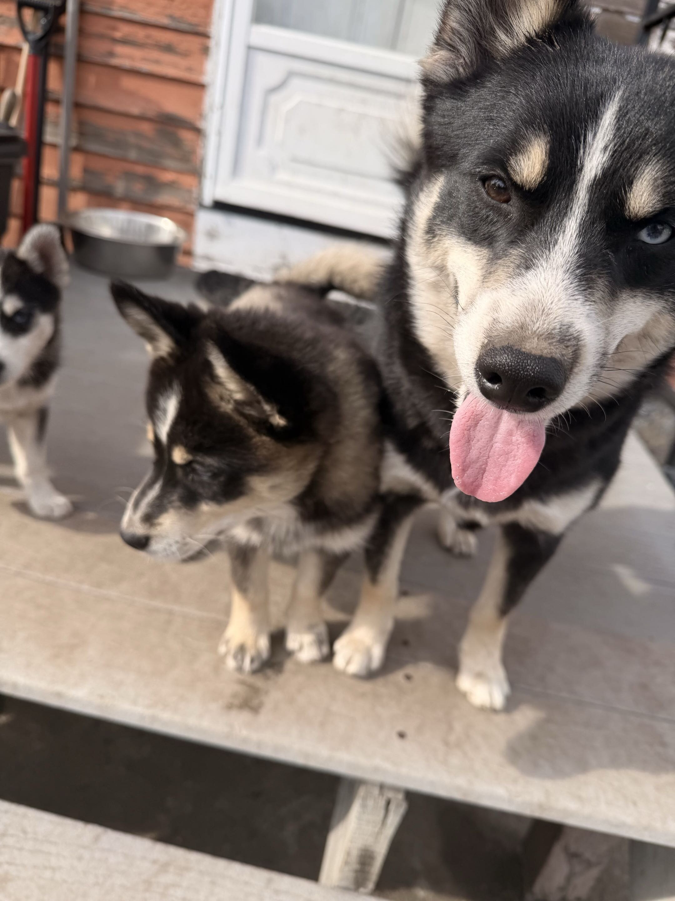 Pomsky Puppy - Boot image 4
