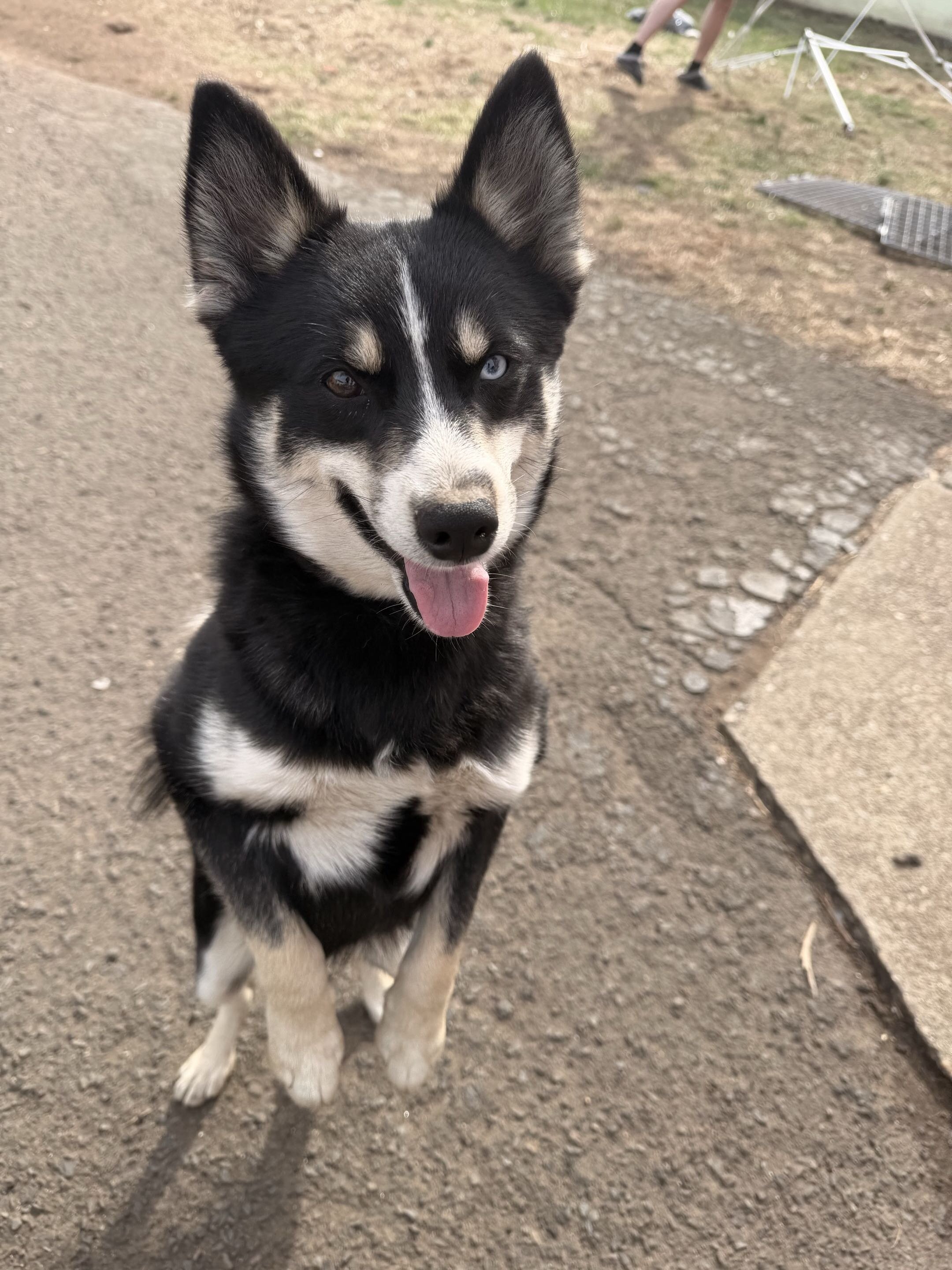 Pomsky Puppy - Boot image 1