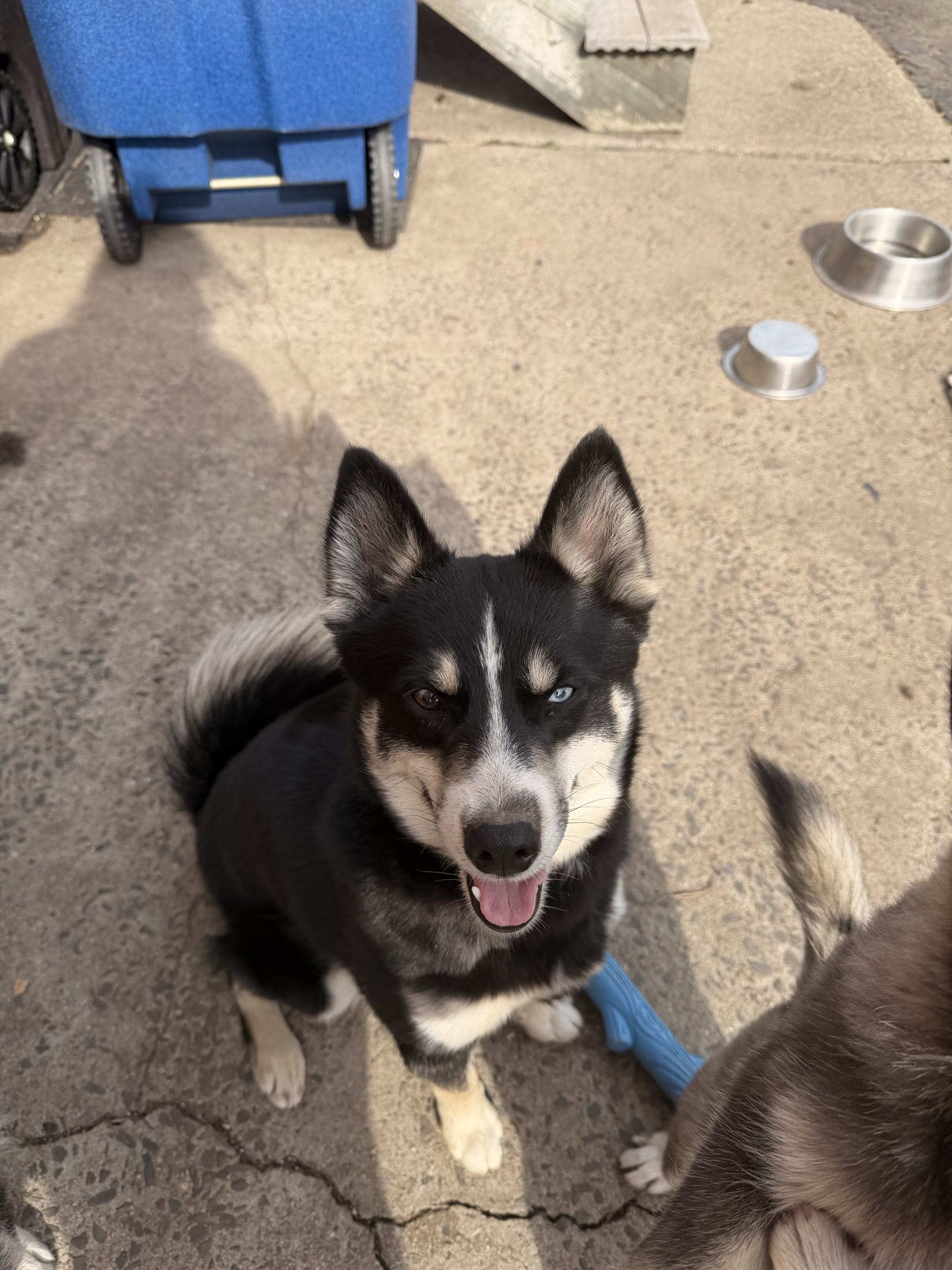 Pomsky Puppy - Boot image 2