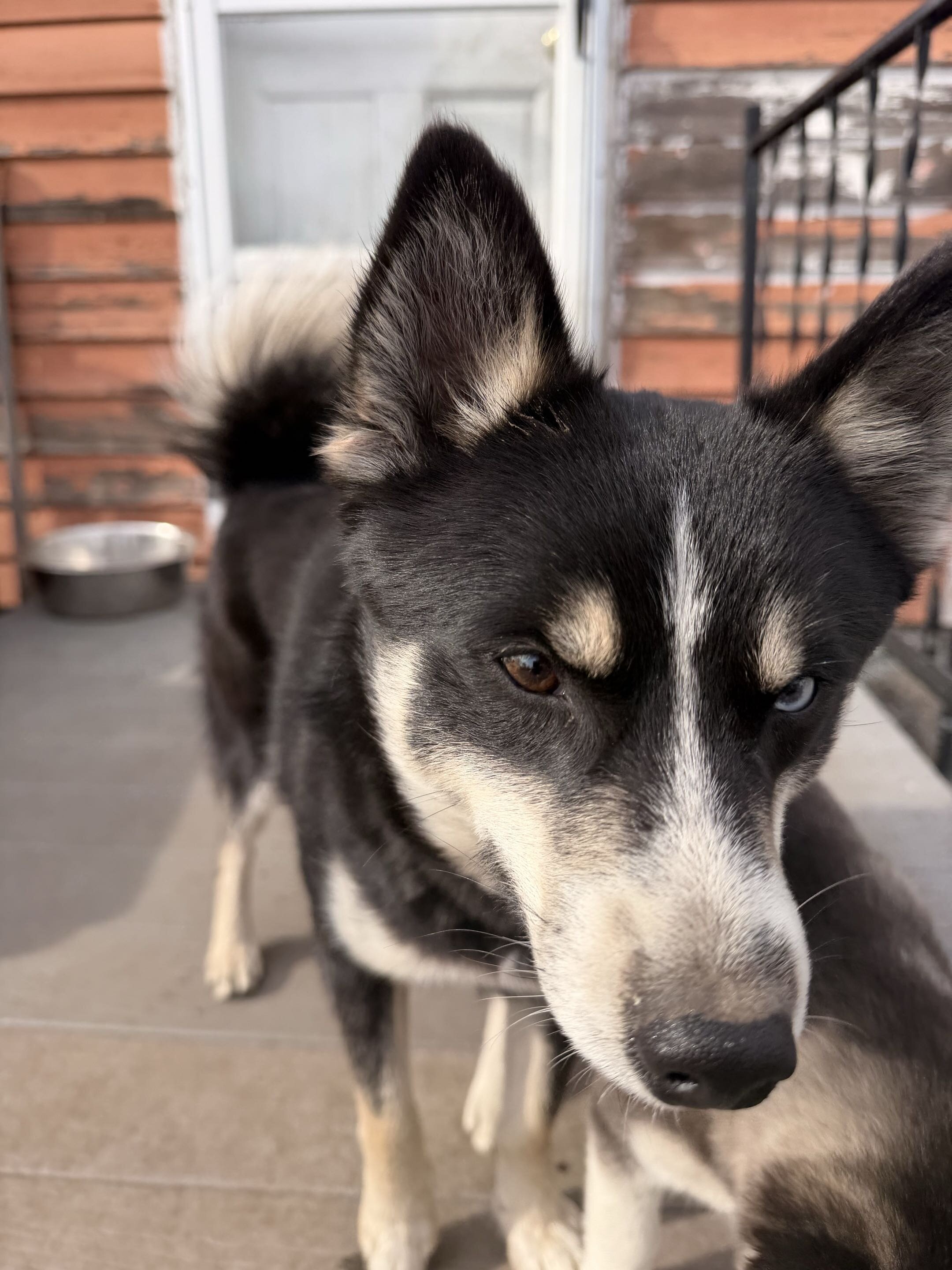 Pomsky Puppy - Boot image 3