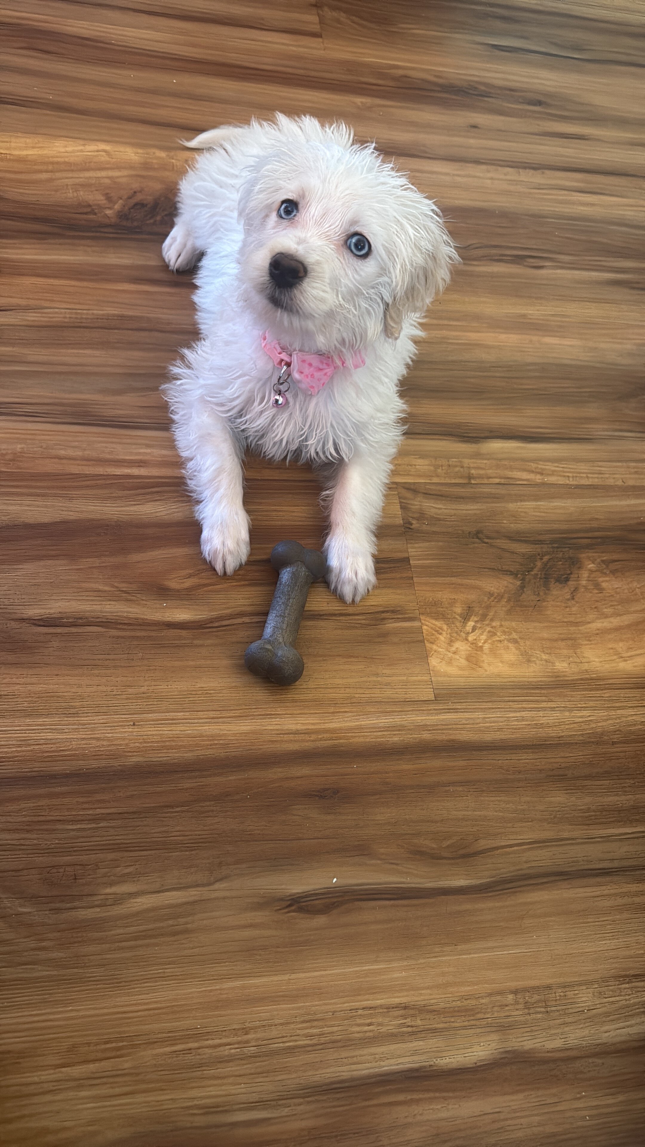 Goldendoodle image 1