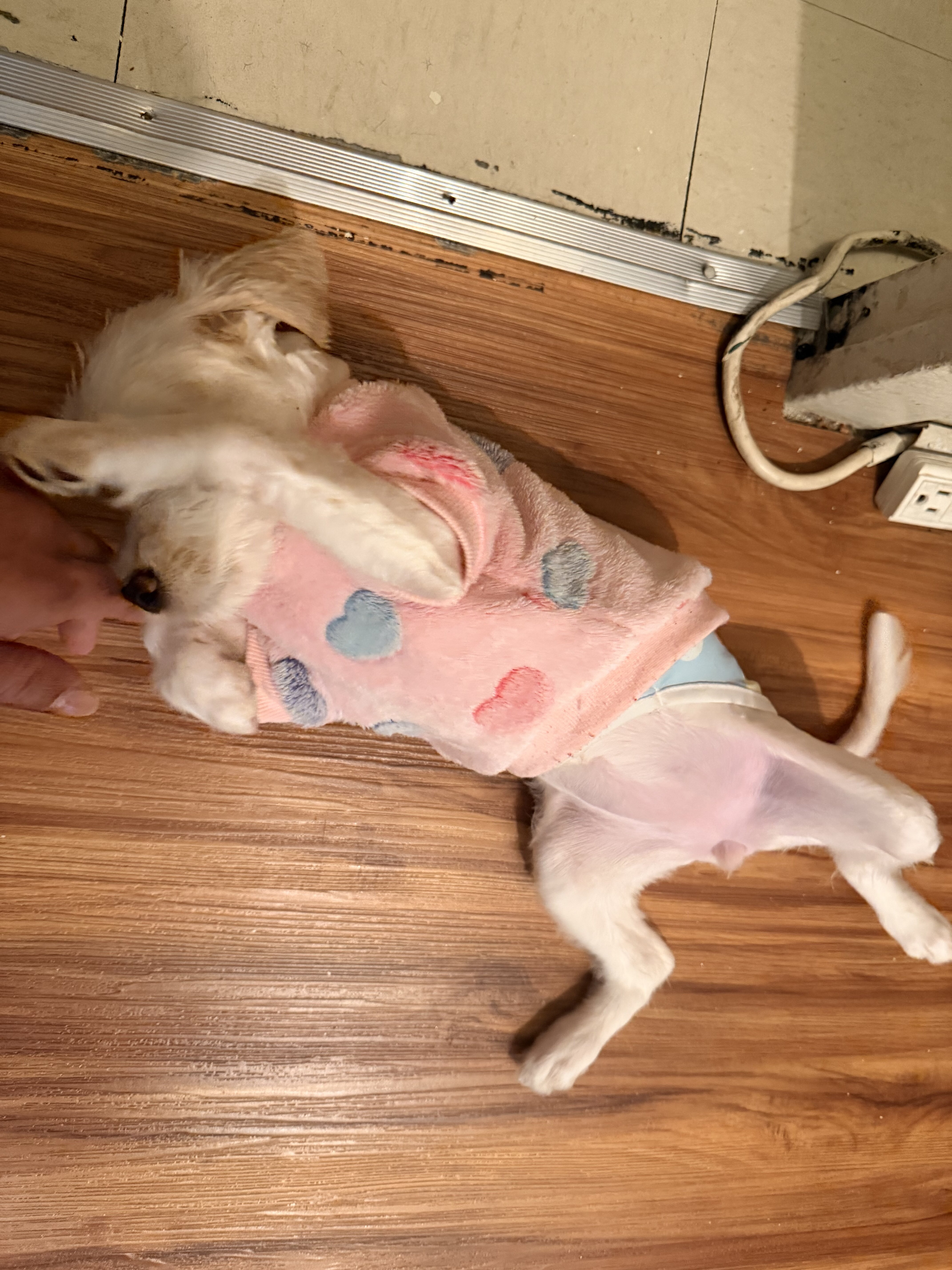 Goldendoodle image 4