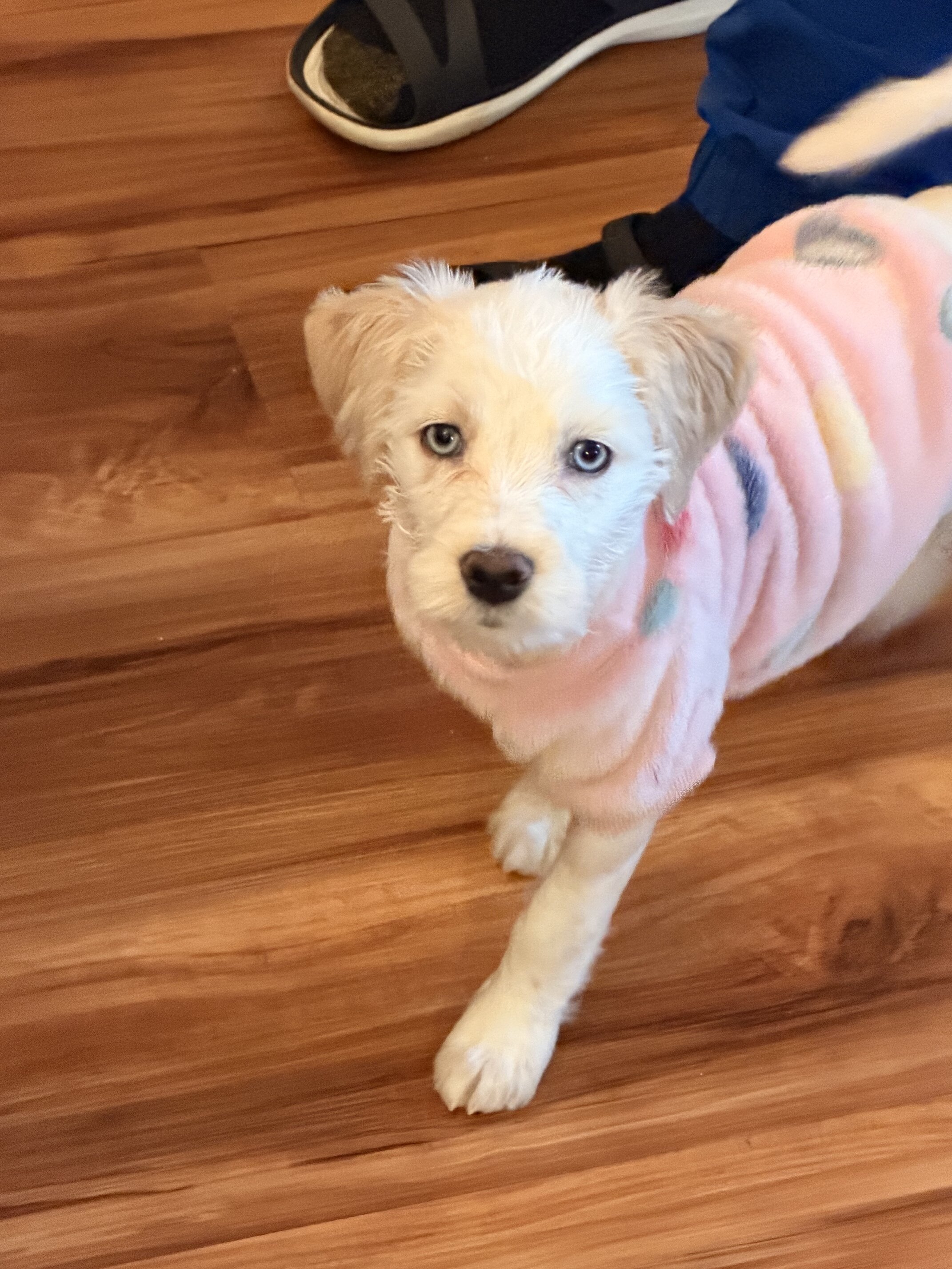 Goldendoodle image 2