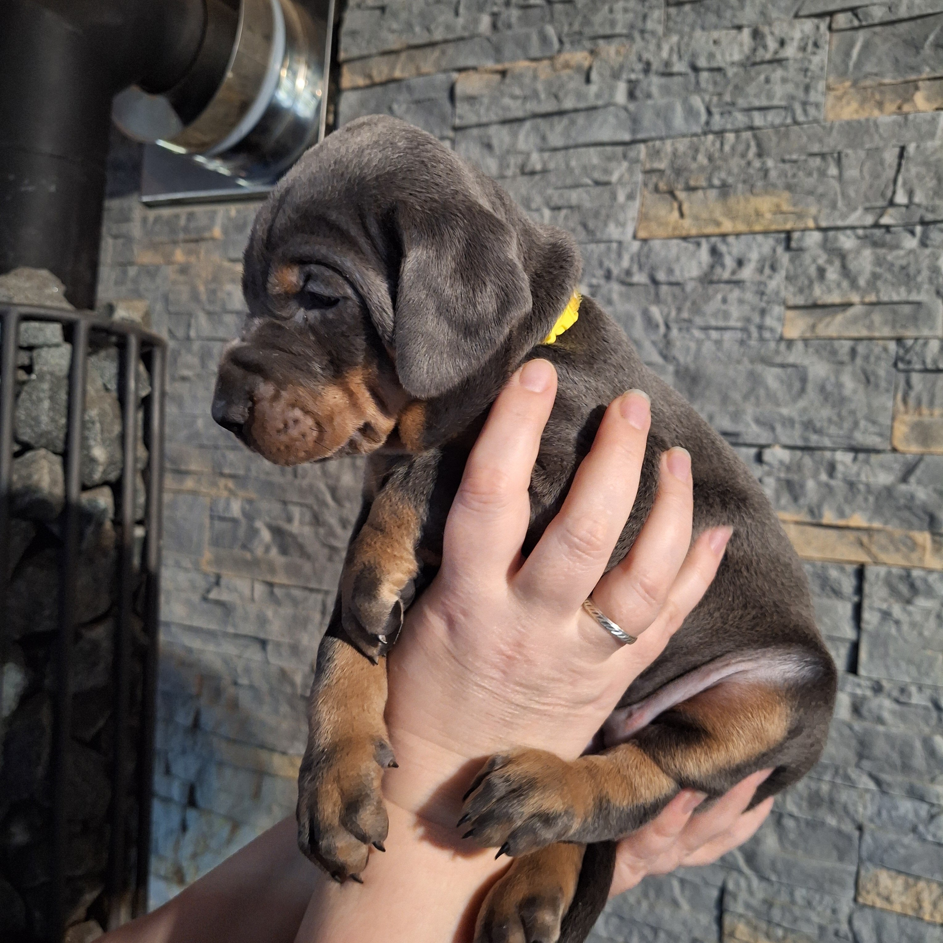 Dobermann image 8