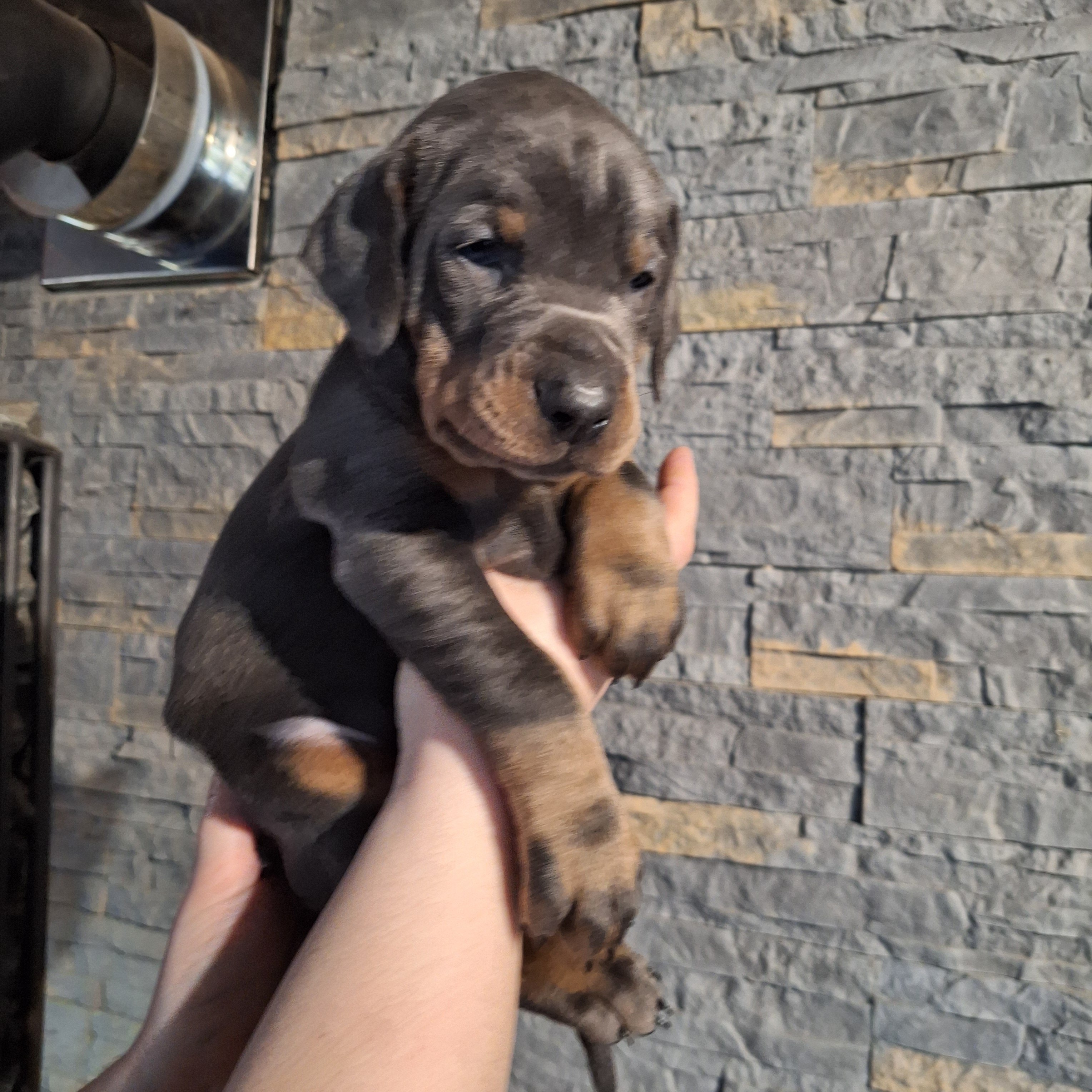 Dobermann image 9