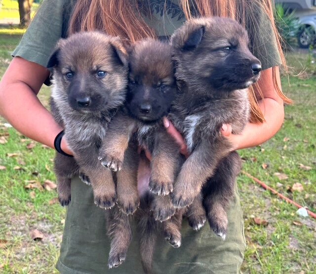 German Shepherd Puppies image 4