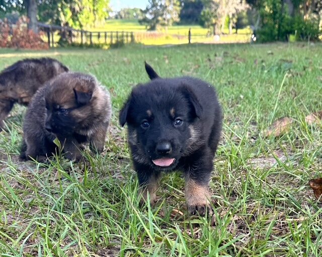 German Shepherd Puppies image 2