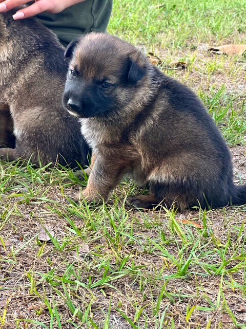 German Shepherd Puppies image 7