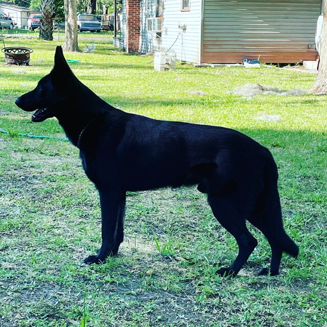 German Shepherd Puppies image 9