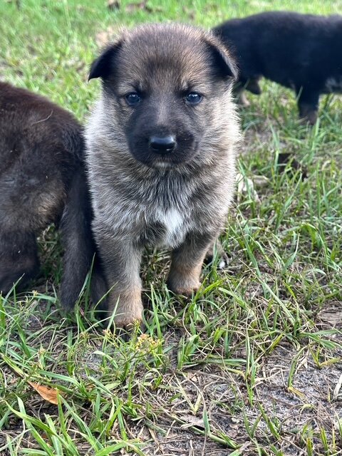 German Shepherd Puppies image 3